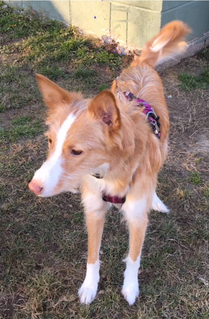 CHLOE (Adopt Pend), a Adopted Portuguese Podengo in Taunton, MA image 2/16