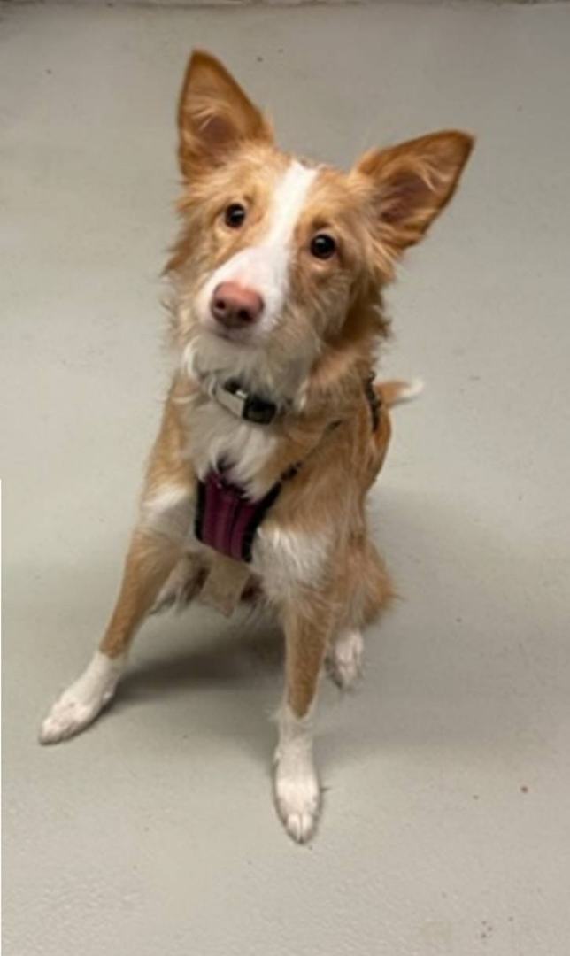 CHLOE (Adopt Pend), a Adopted Portuguese Podengo in Taunton, MA image 3/16