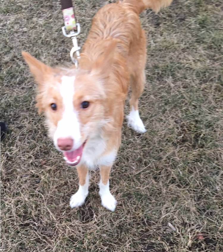 CHLOE (Adopt Pend), a Adopted Portuguese Podengo in Taunton, MA image 4/16
