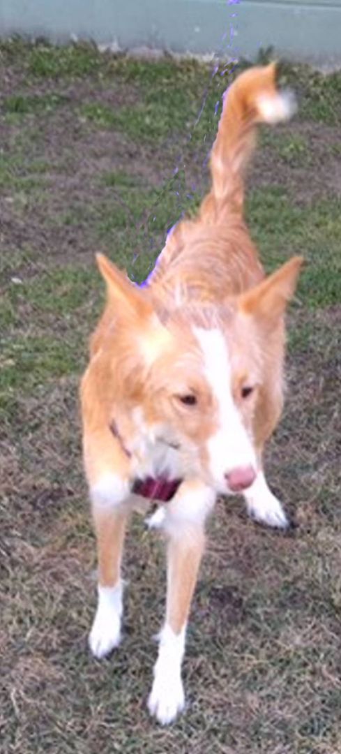 CHLOE (Adopt Pend), a Adopted Portuguese Podengo in Taunton, MA image 5/16