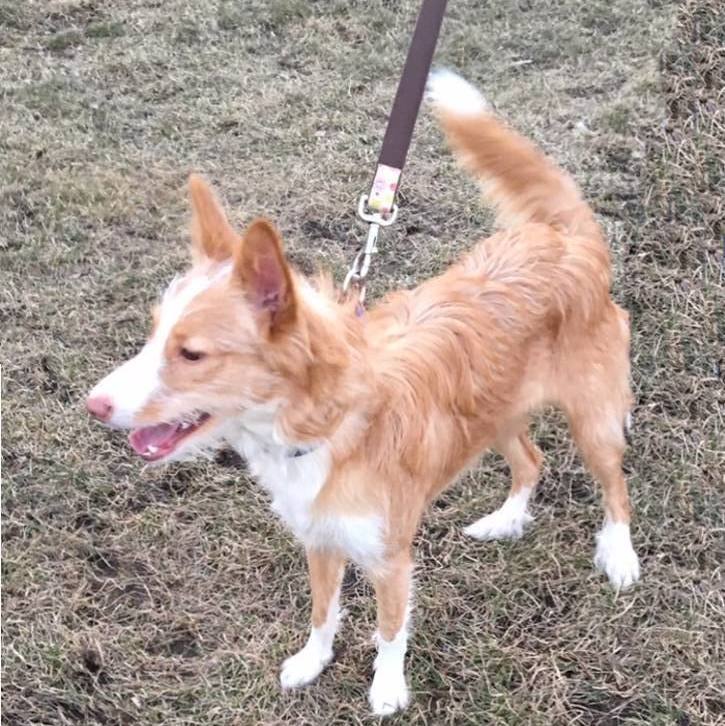 CHLOE (Adopt Pend), a Adopted Portuguese Podengo in Taunton, MA image 6/16