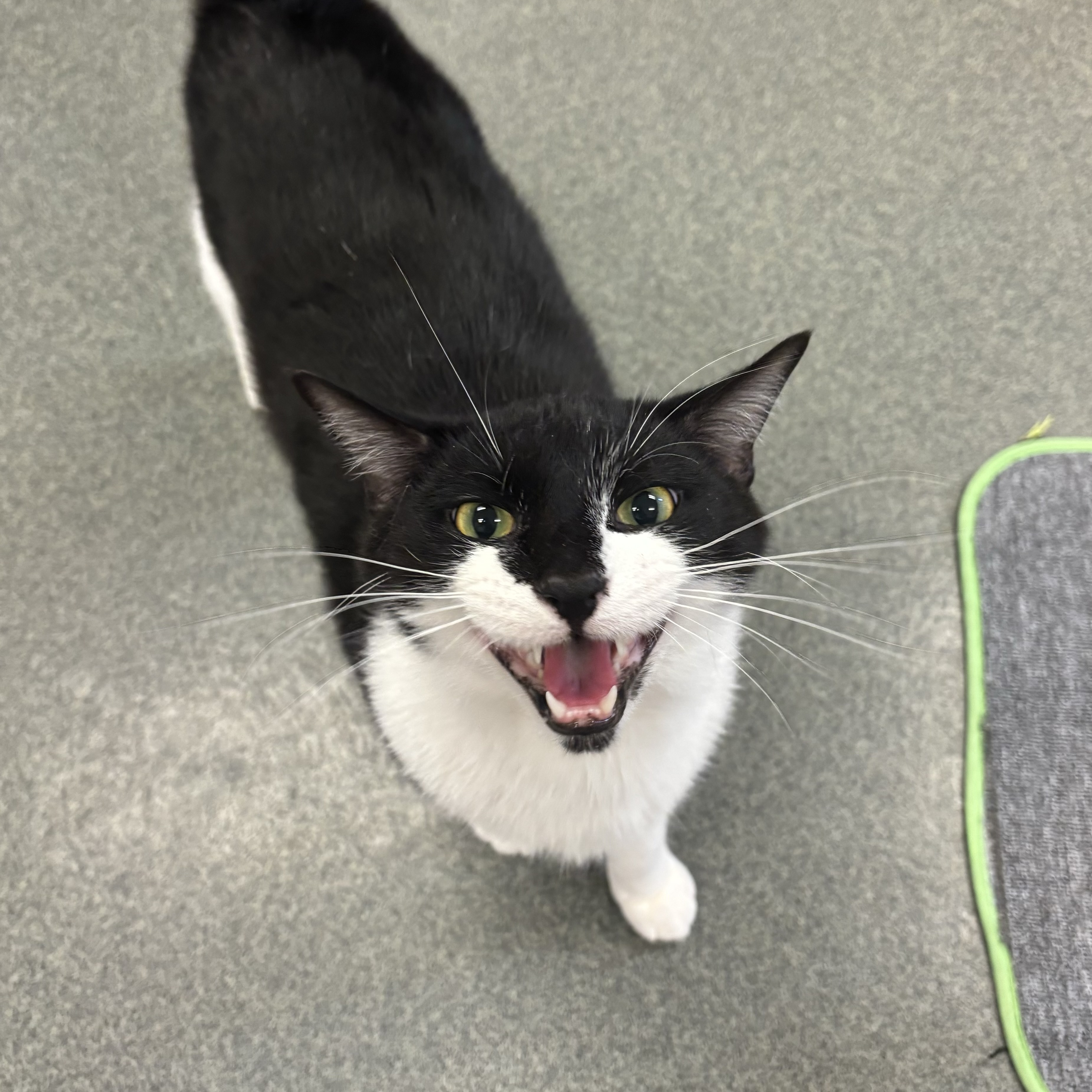 Oreo (not on-site)