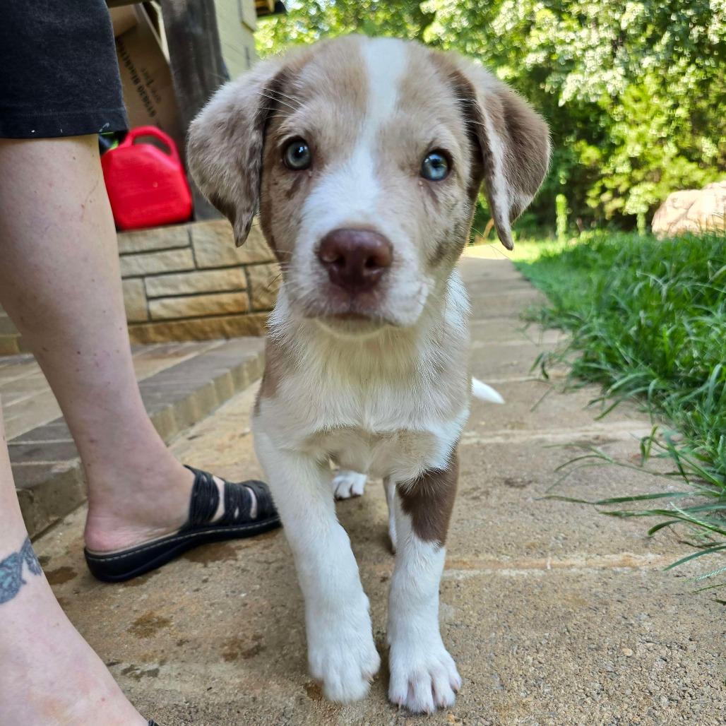 Enlarge Bossanova, a Adoptable mixed breed in Conway, AR image 1/6