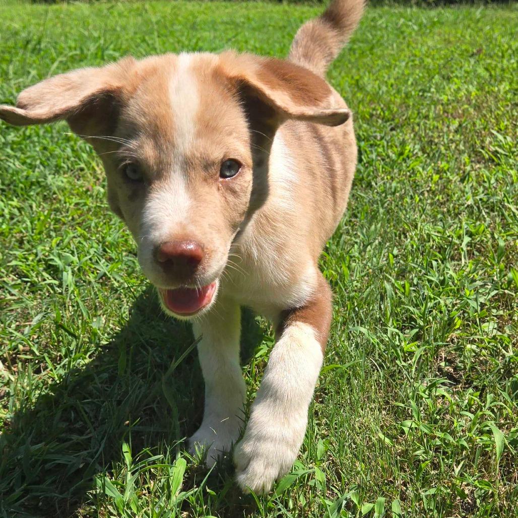 Enlarge Bossanova, a Adoptable mixed breed in Conway, AR image 2/6
