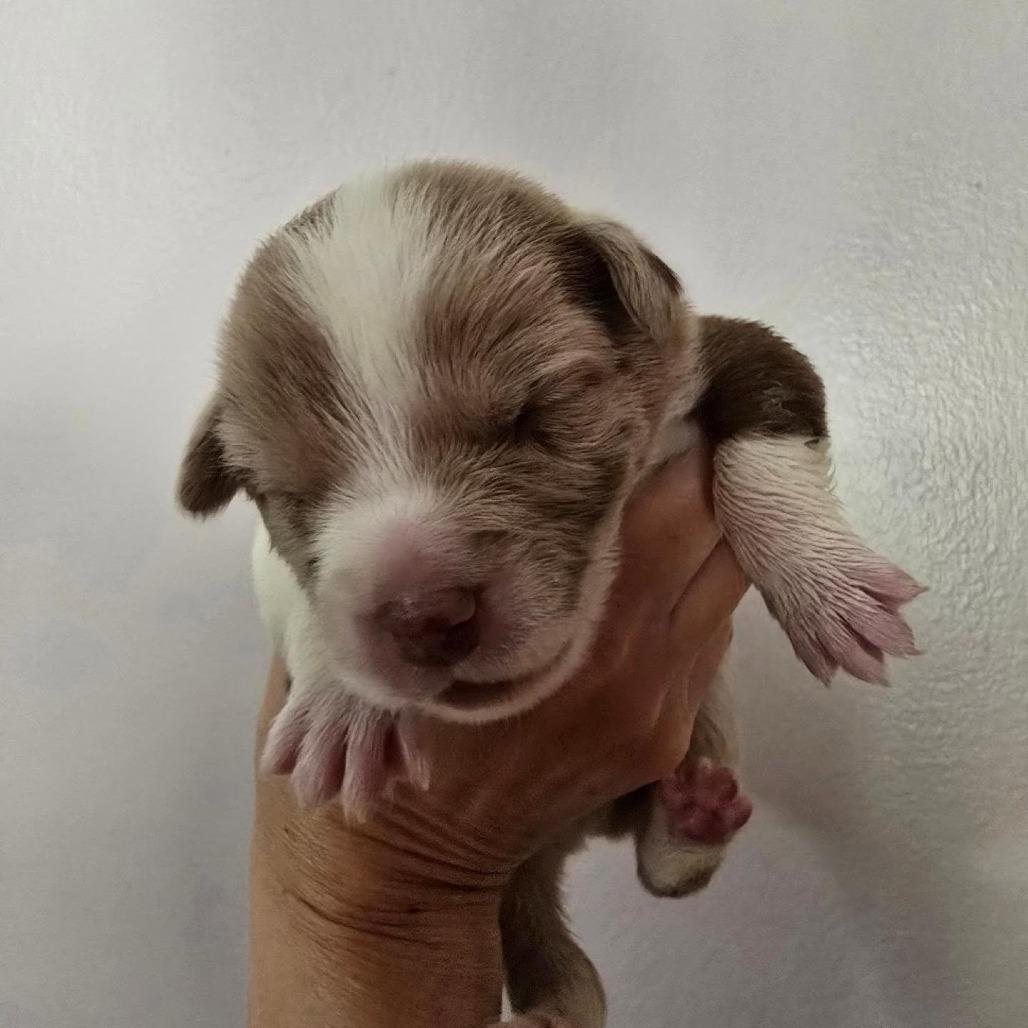 Enlarge Bossanova, a Adoptable mixed breed in Conway, AR image 3/6