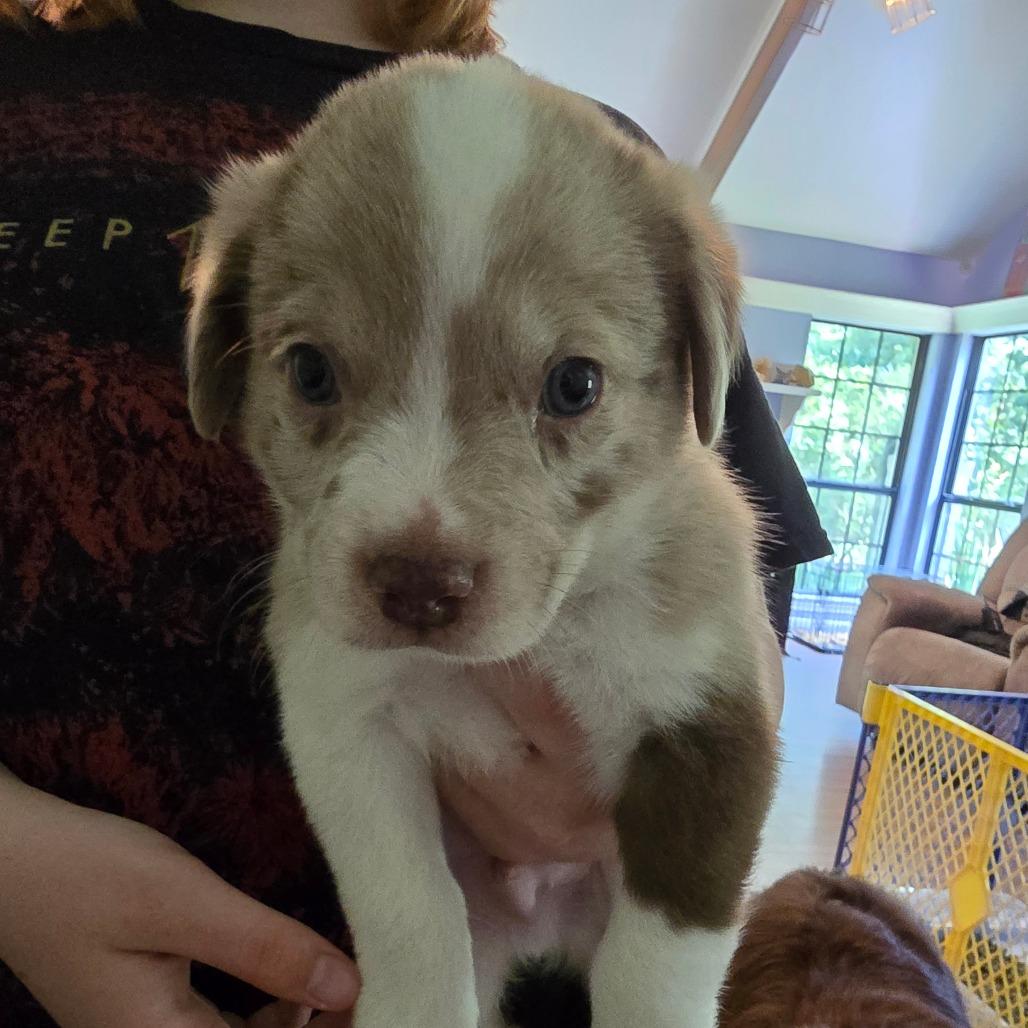 Enlarge Bossanova, a Adoptable mixed breed in Conway, AR image 4/6