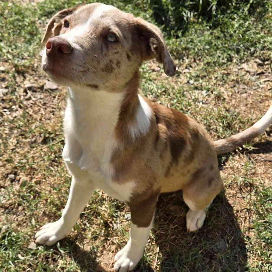 Enlarge Bossanova, a Adoptable mixed breed in Conway, AR image 5/6