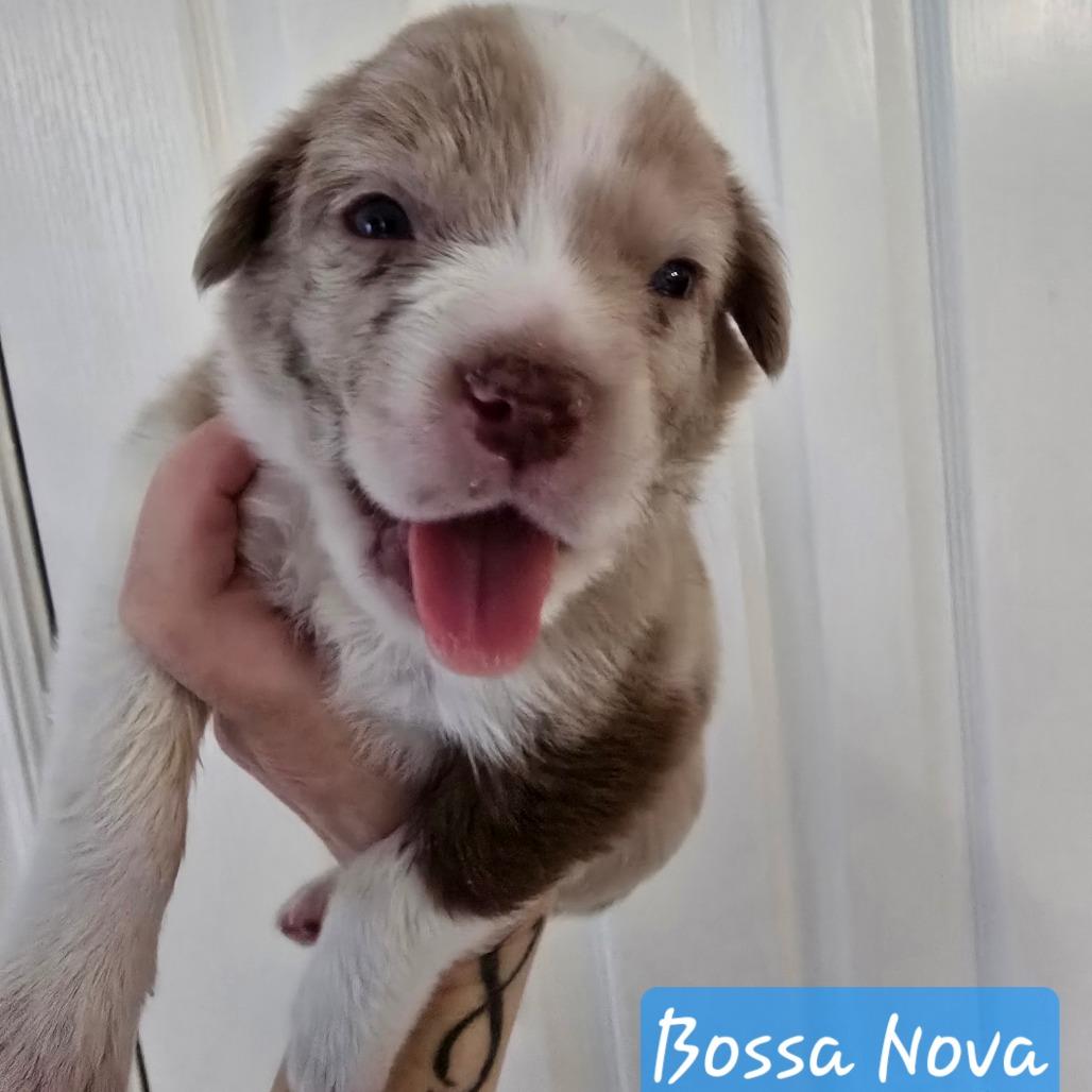 Enlarge Bossanova, a Adoptable mixed breed in Conway, AR image 6/6