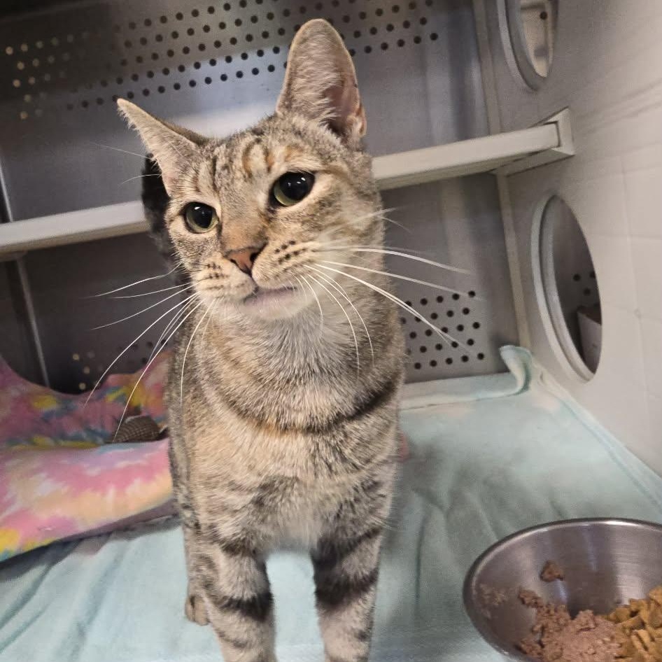 Marylin, adoptable, Adult Female Domestic Short Hair.
