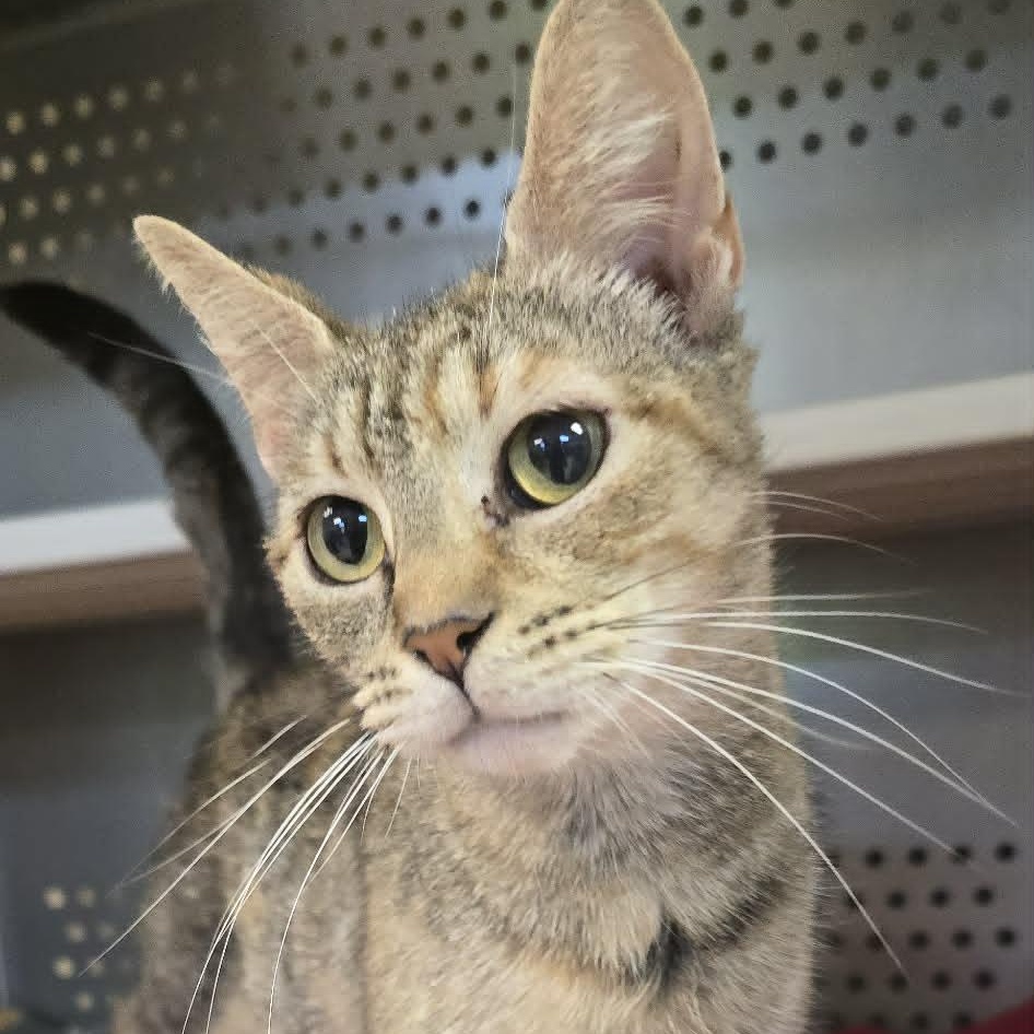 Marylin, adoptable, Adult Female Domestic Short Hair.