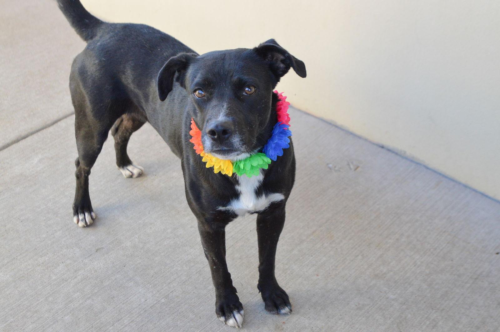Margaret, Adopted, Adult Female Labrador Retriever.