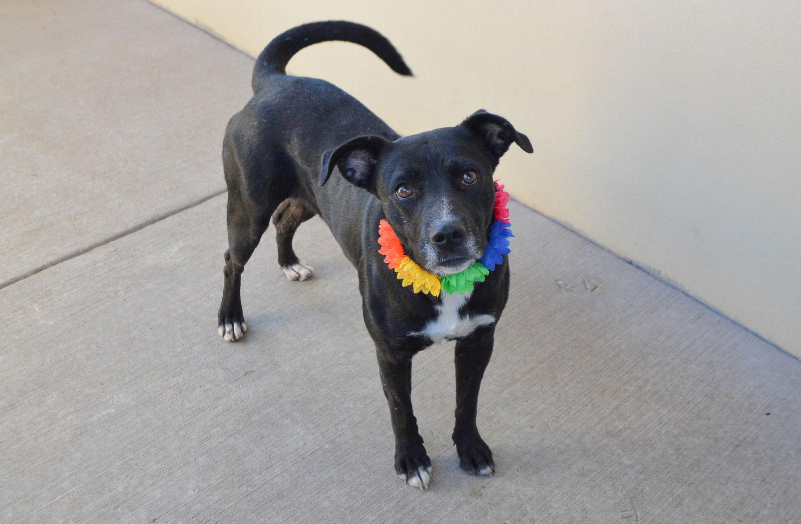 Enlarge Margaret, a Adopted Labrador Retriever in McKinney, TX image 3/3