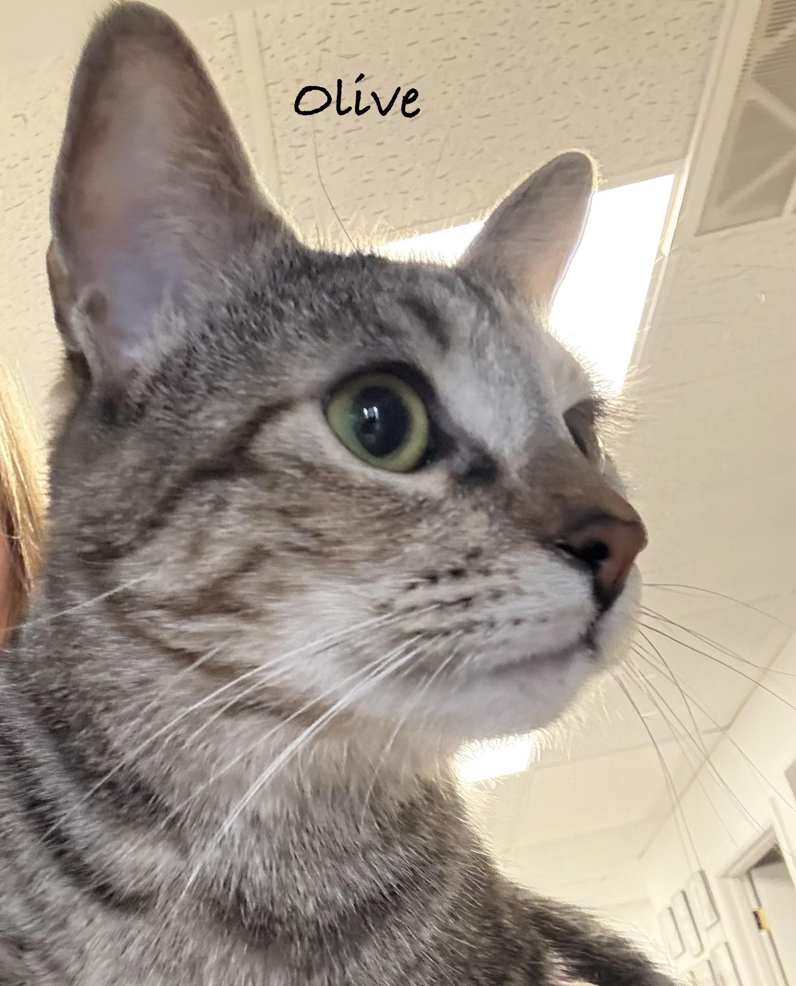 Olive thumbnail 2