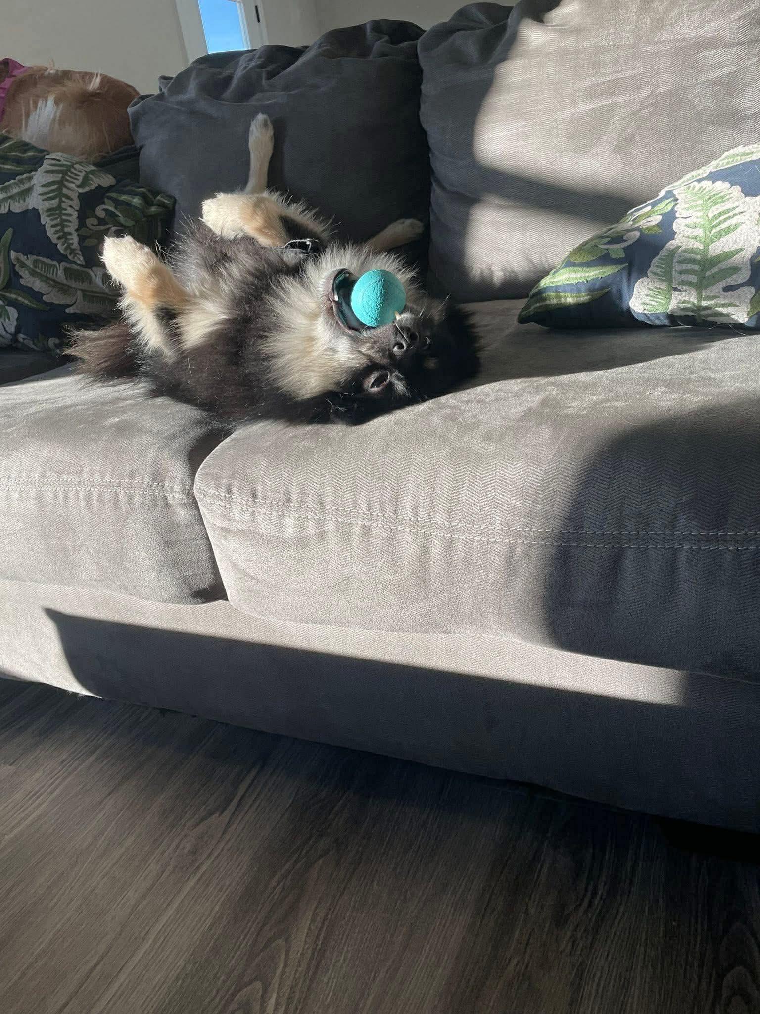 Yogi, Adoptable, Adult Male Pomeranian.