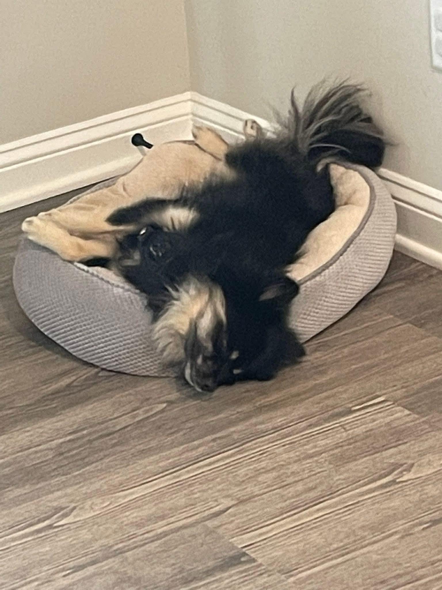 Enlarge Yogi, a Adoptable mixed breed in Richmond, KY image 2/6