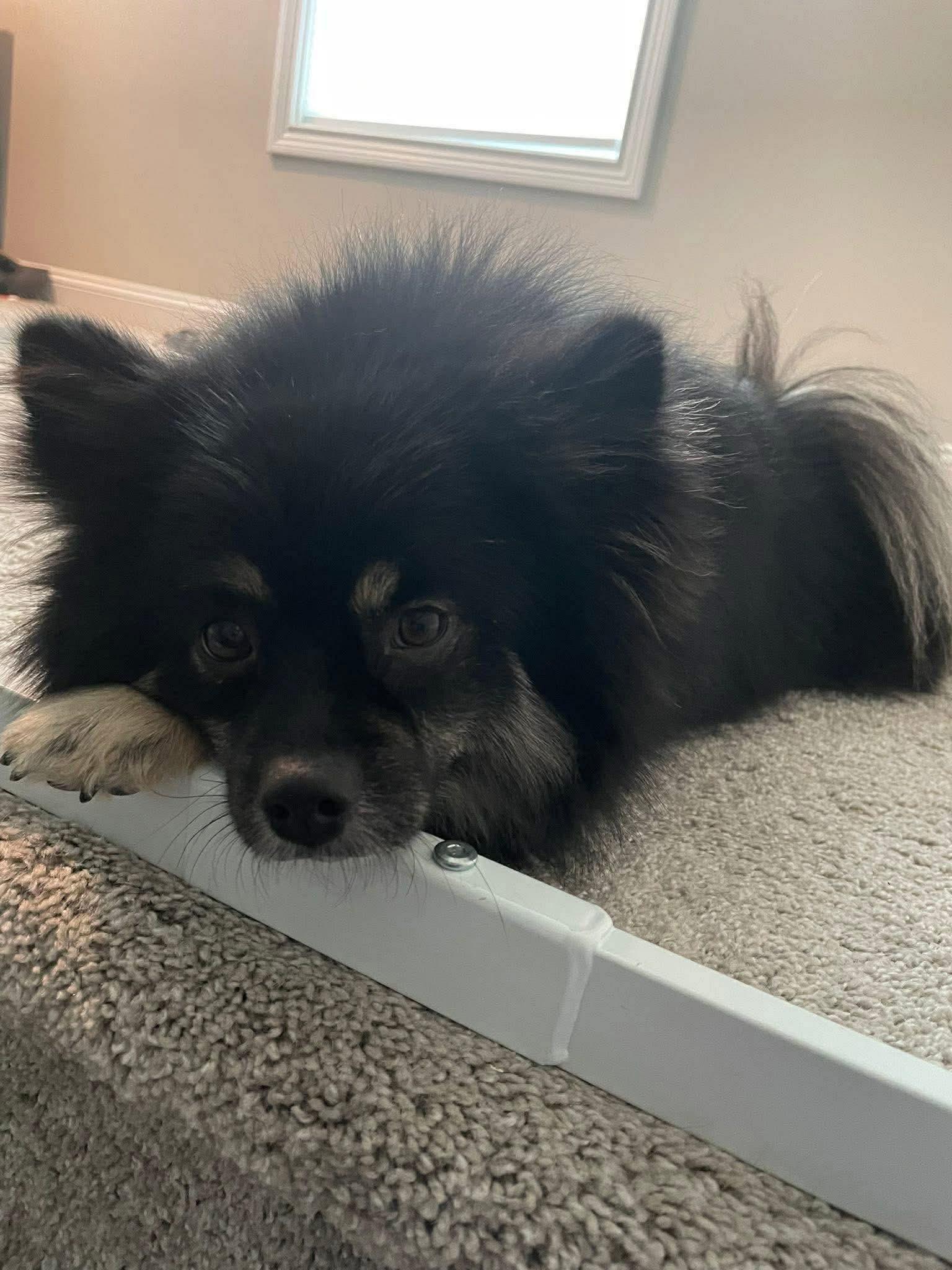 Enlarge Yogi, a Adoptable mixed breed in Richmond, KY image 3/6