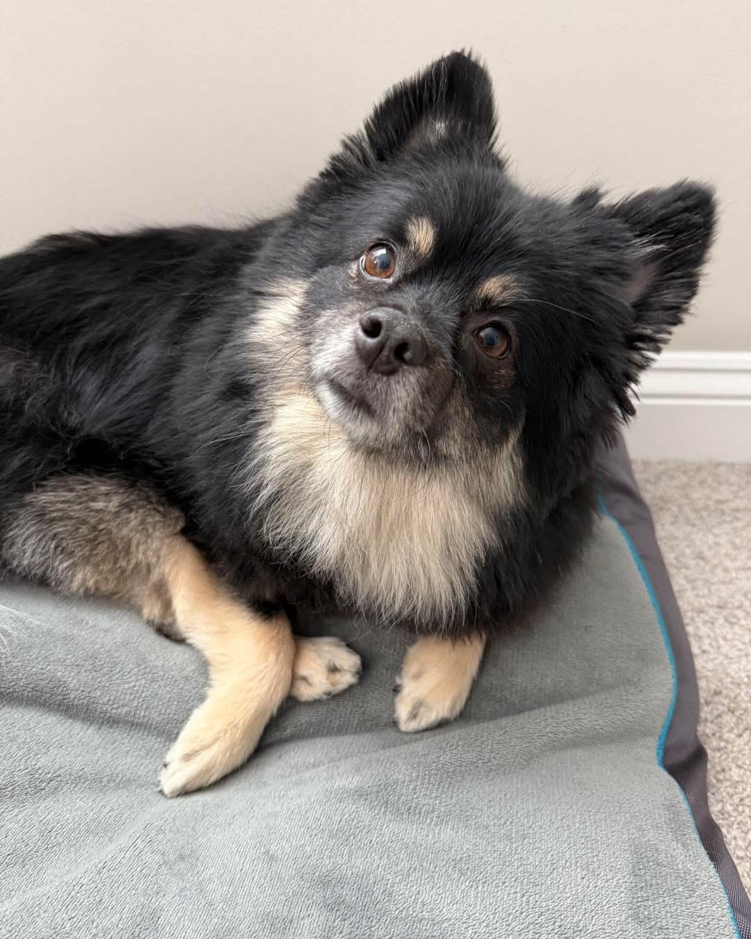 Enlarge Yogi, a Adoptable mixed breed in Richmond, KY image 4/6