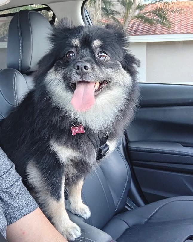 Enlarge Yogi, a Adoptable mixed breed in Richmond, KY image 5/6