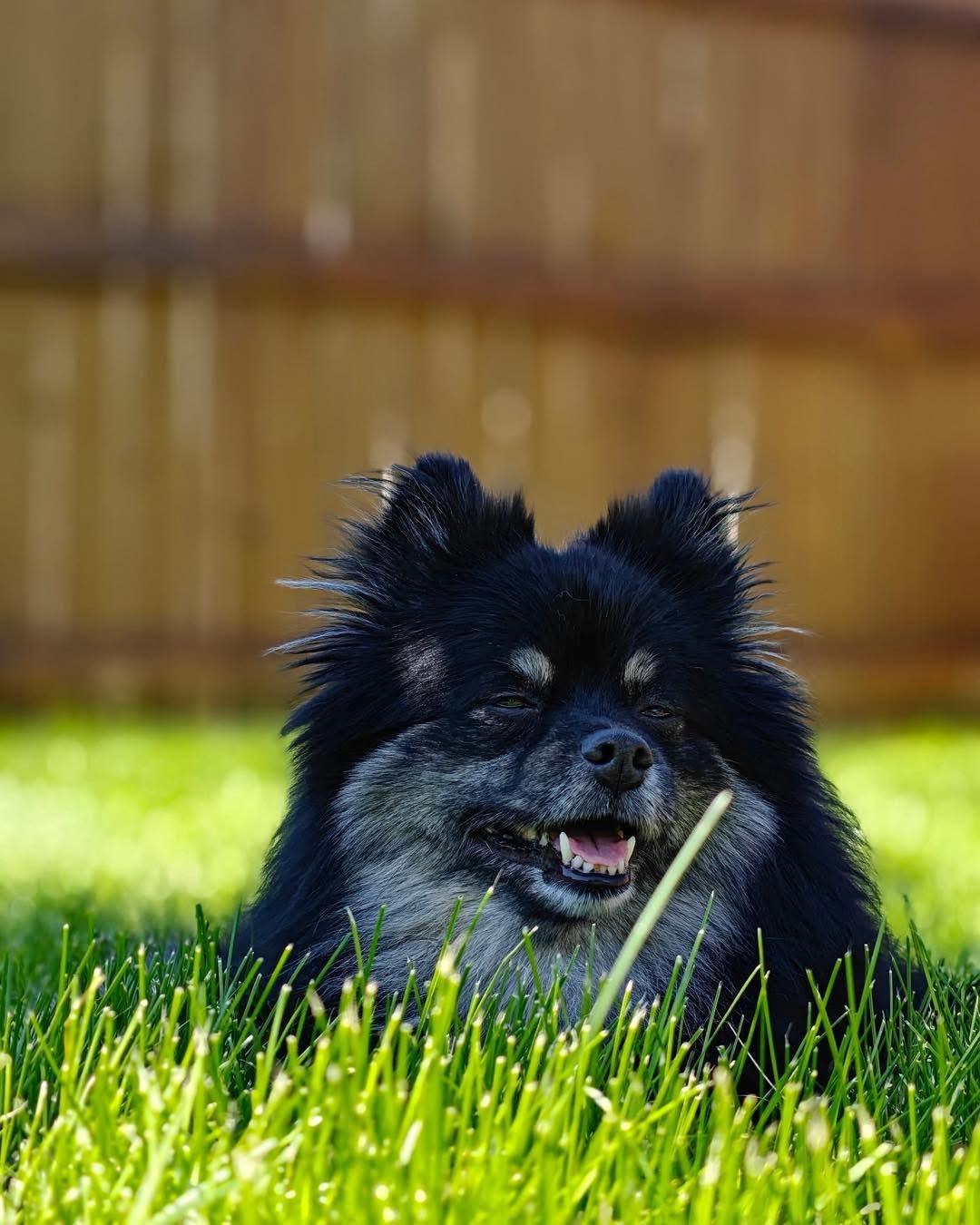 Enlarge Yogi, a Adoptable mixed breed in Richmond, KY image 6/6