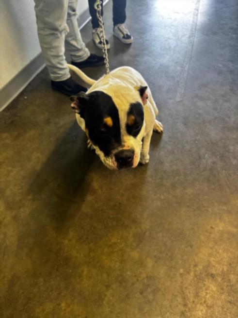 Enlarge MOUSE, a Adoptable mixed breed in Los Angeles, CA image 1/1