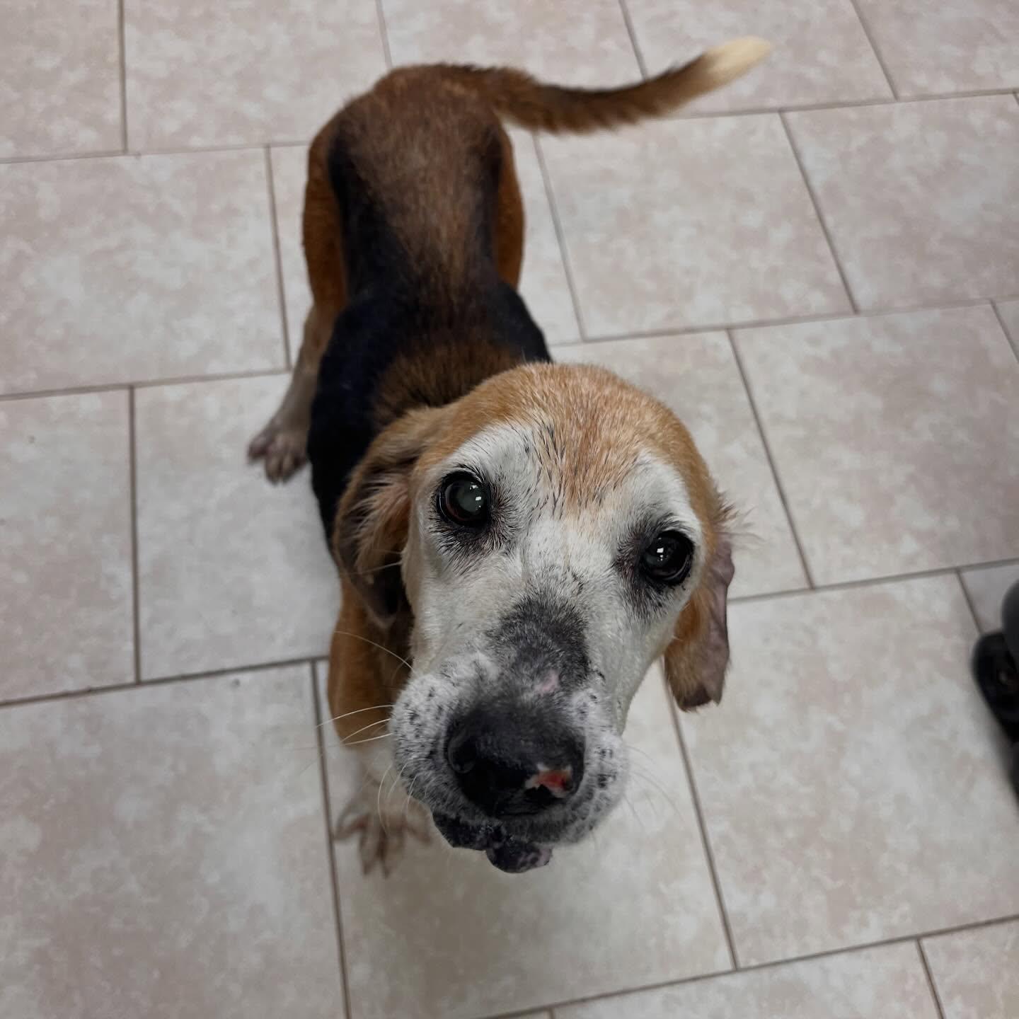 Enlarge Edith, a Adoptable Hound in Saint Augustine, FL image 1/3