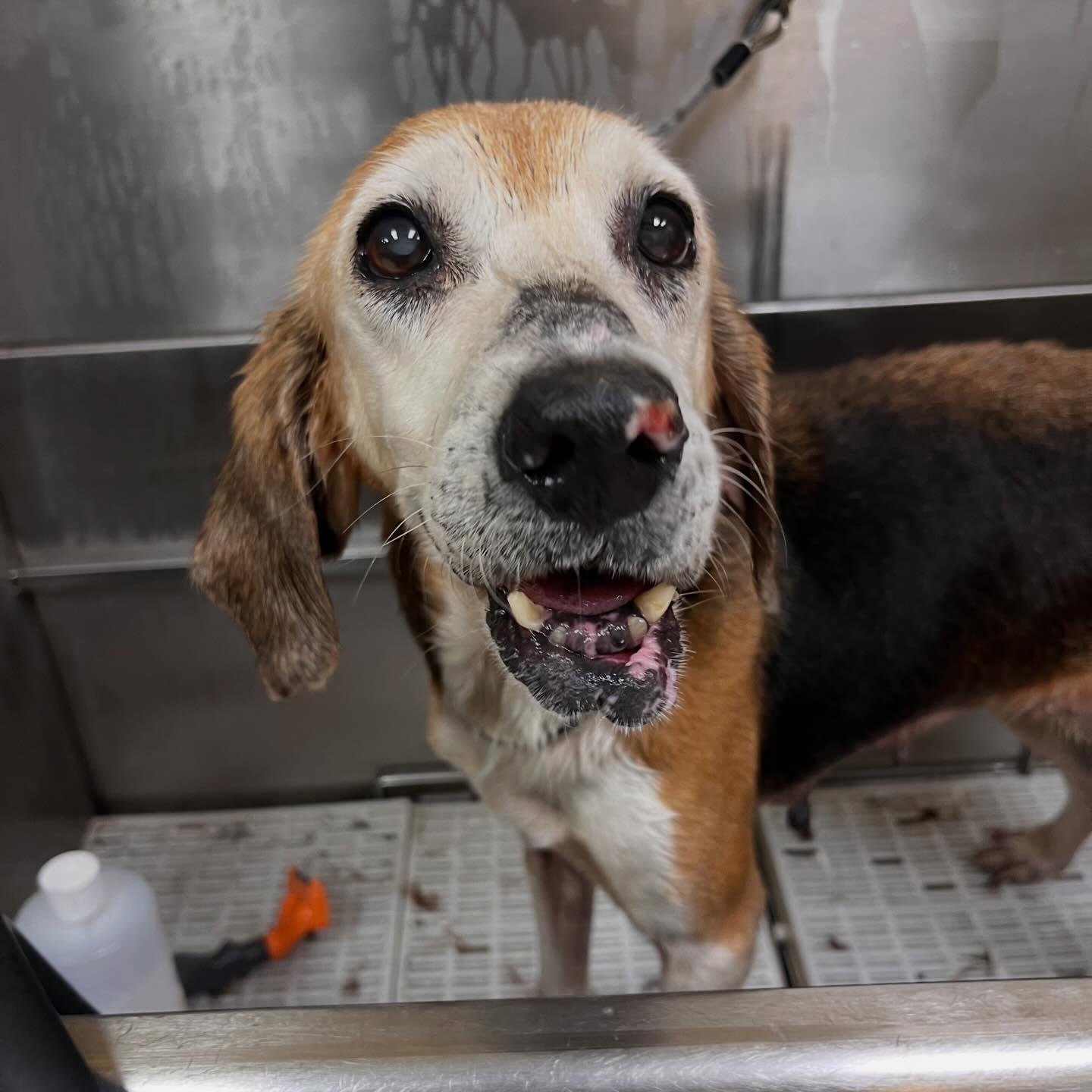 Edith, Adoptable, Senior Female Hound.