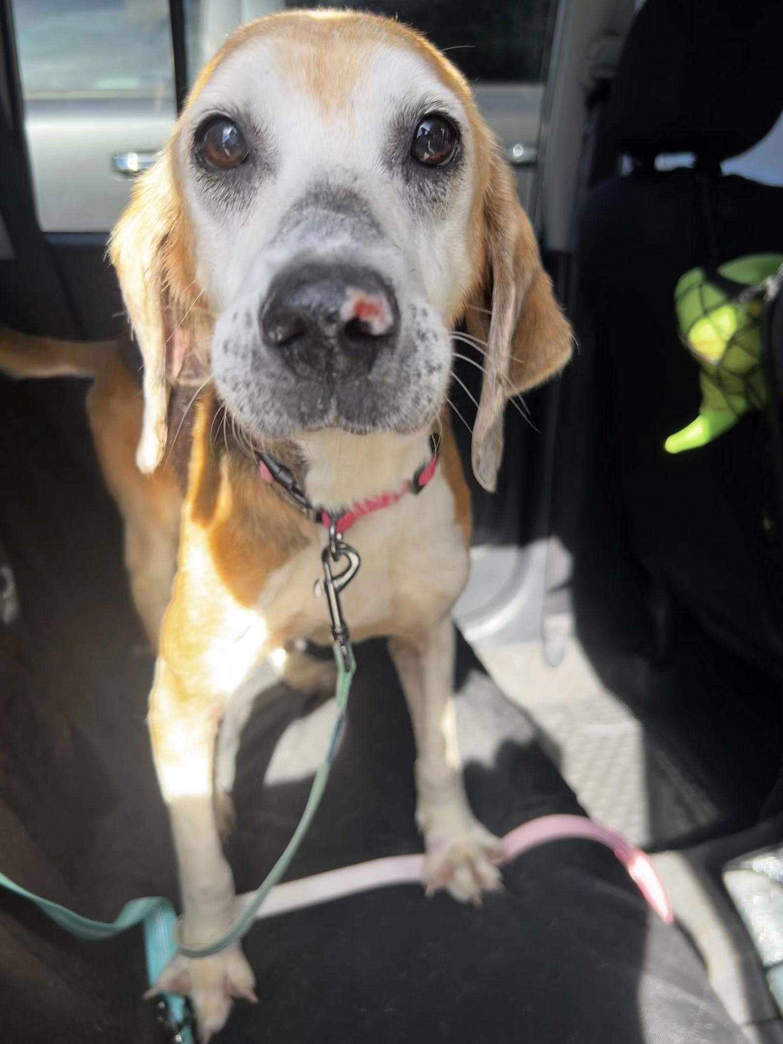 Enlarge Edith, a Adoptable Hound in Saint Augustine, FL image 3/3