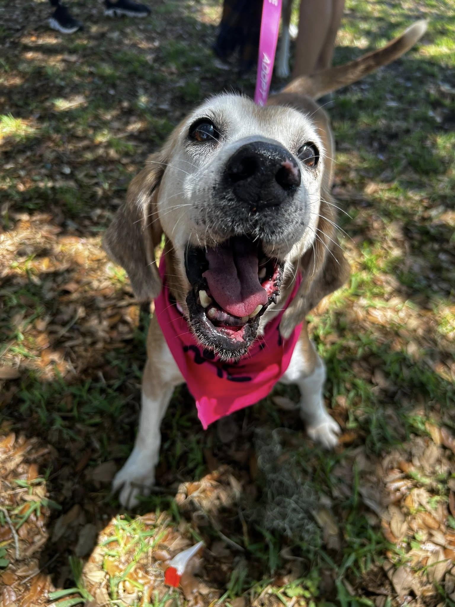 Enlarge Edith, a Adoptable Hound in Saint Augustine, FL image 3/3