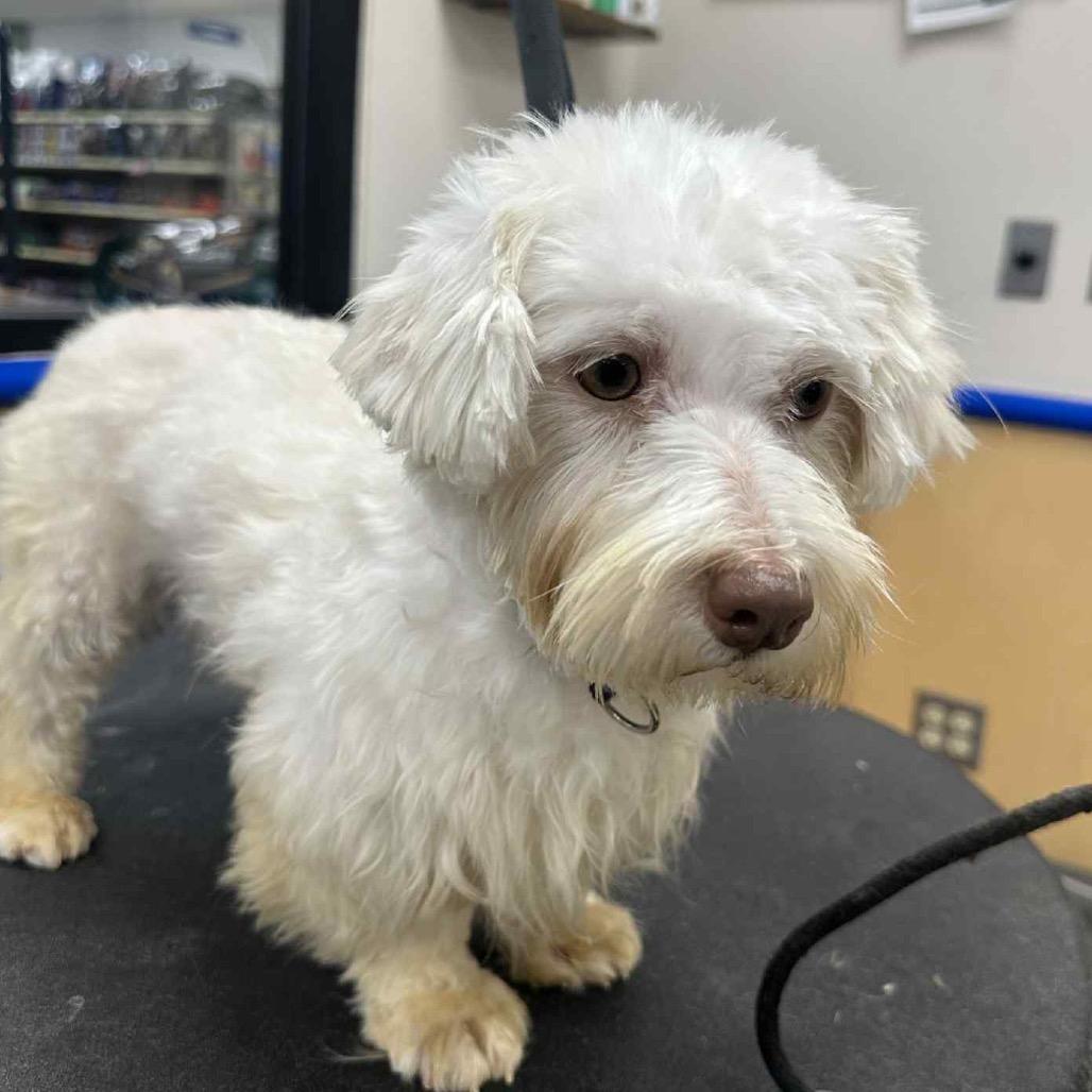 Elsa, Adoptable, Young Female Havanese & Havanese.