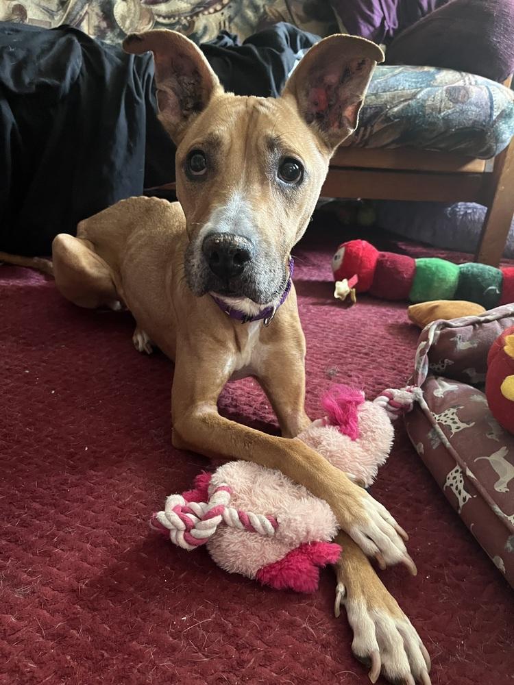 Enlarge PennyLou, a Adoptable mixed breed in New York, NY image 1/6