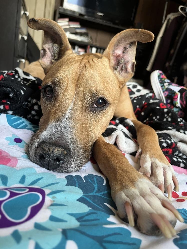 Enlarge PennyLou, a Adoptable mixed breed in New York, NY image 2/6