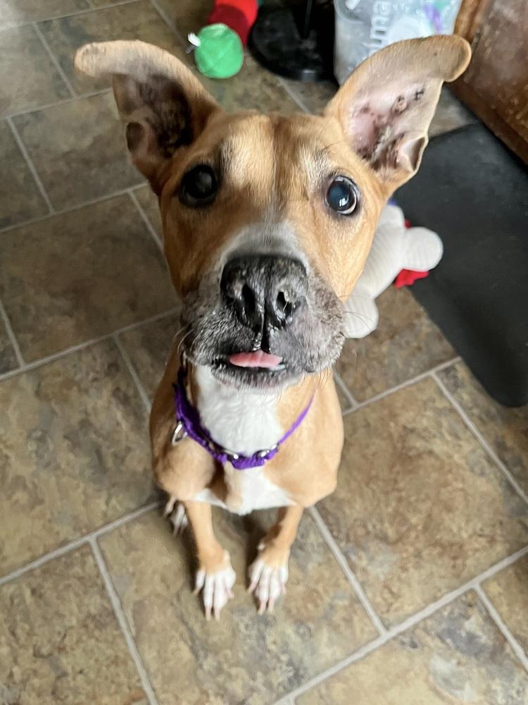 Enlarge PennyLou, a Adoptable mixed breed in New York, NY image 3/6