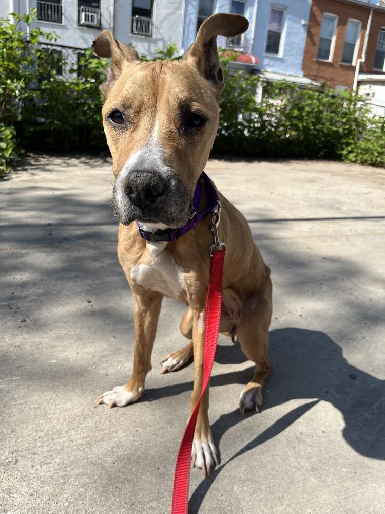 Enlarge PennyLou, a Adoptable mixed breed in New York, NY image 4/6