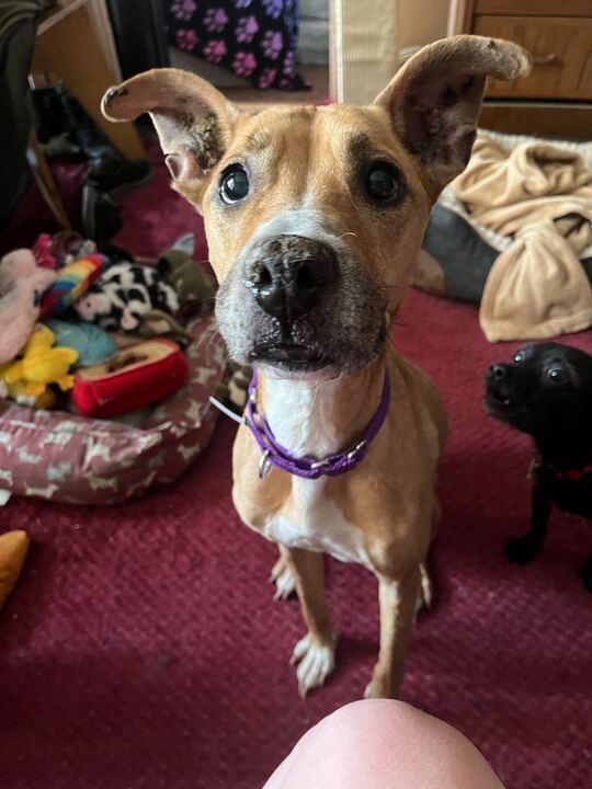 Enlarge PennyLou, a Adoptable mixed breed in New York, NY image 5/6