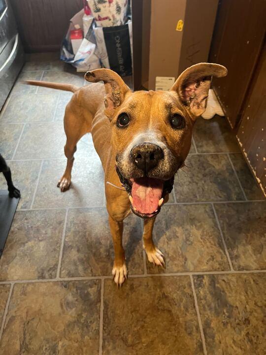 Enlarge PennyLou, a Adoptable mixed breed in New York, NY image 6/6