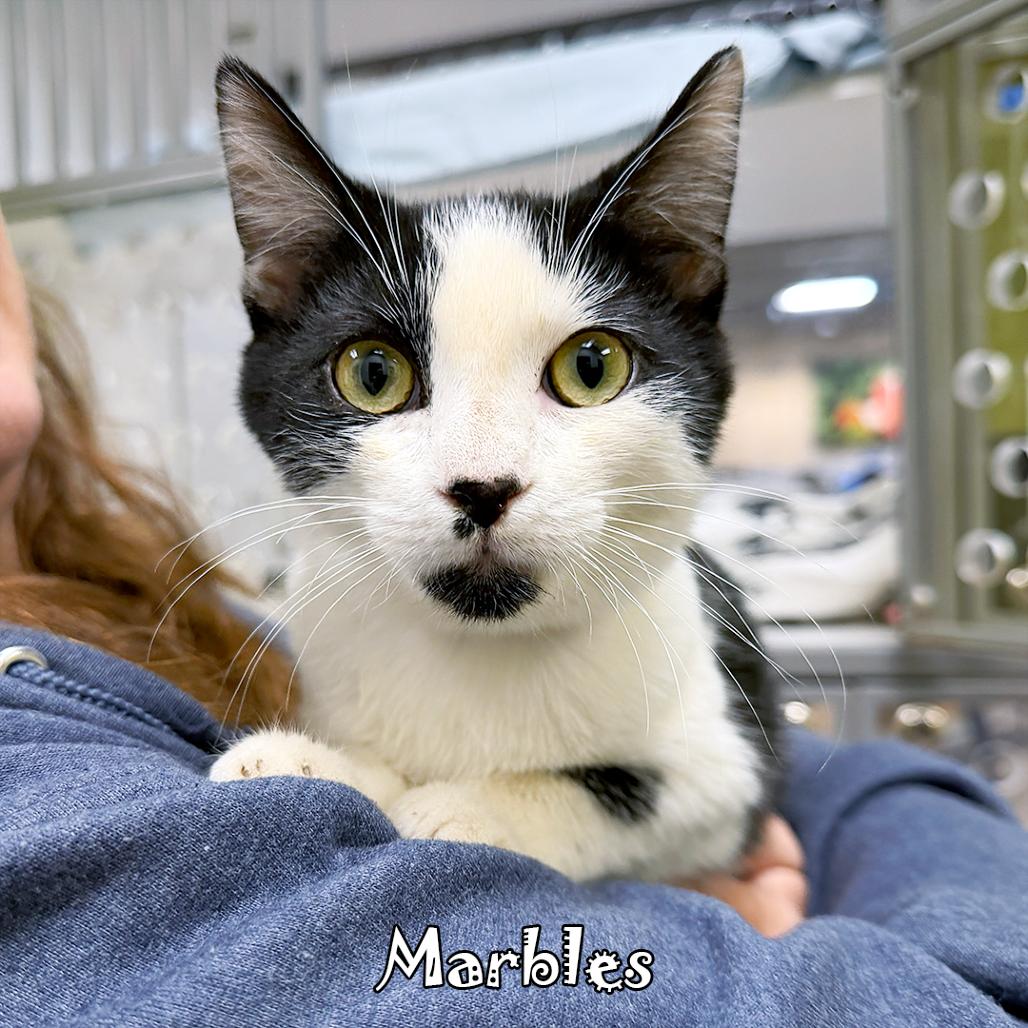 Marbles, Adoptable, Kitten Male Domestic Short Hair.