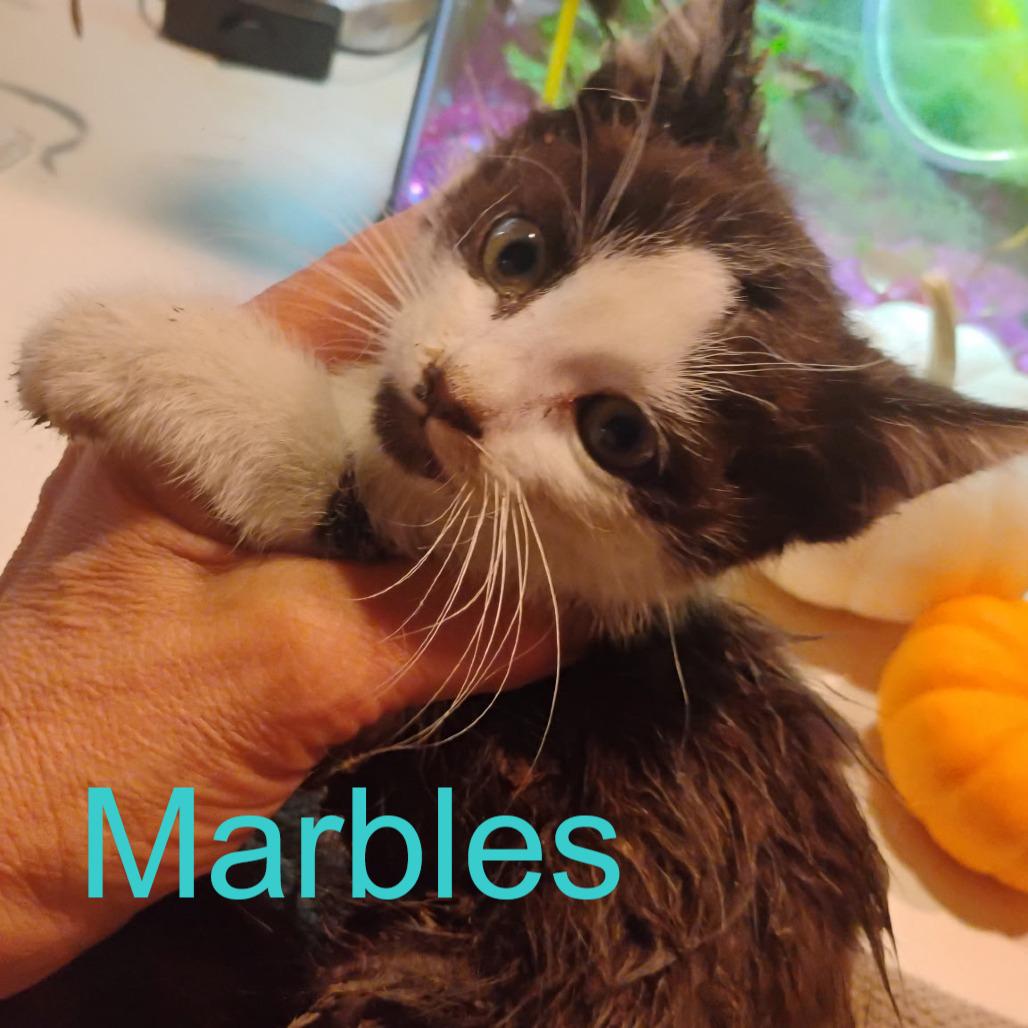 Enlarge Marbles, a Adoptable Domestic Short Hair in Carmel, IN image 1/2