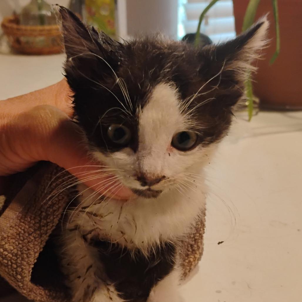 Marbles, Adoptable, Kitten Male Domestic Short Hair.