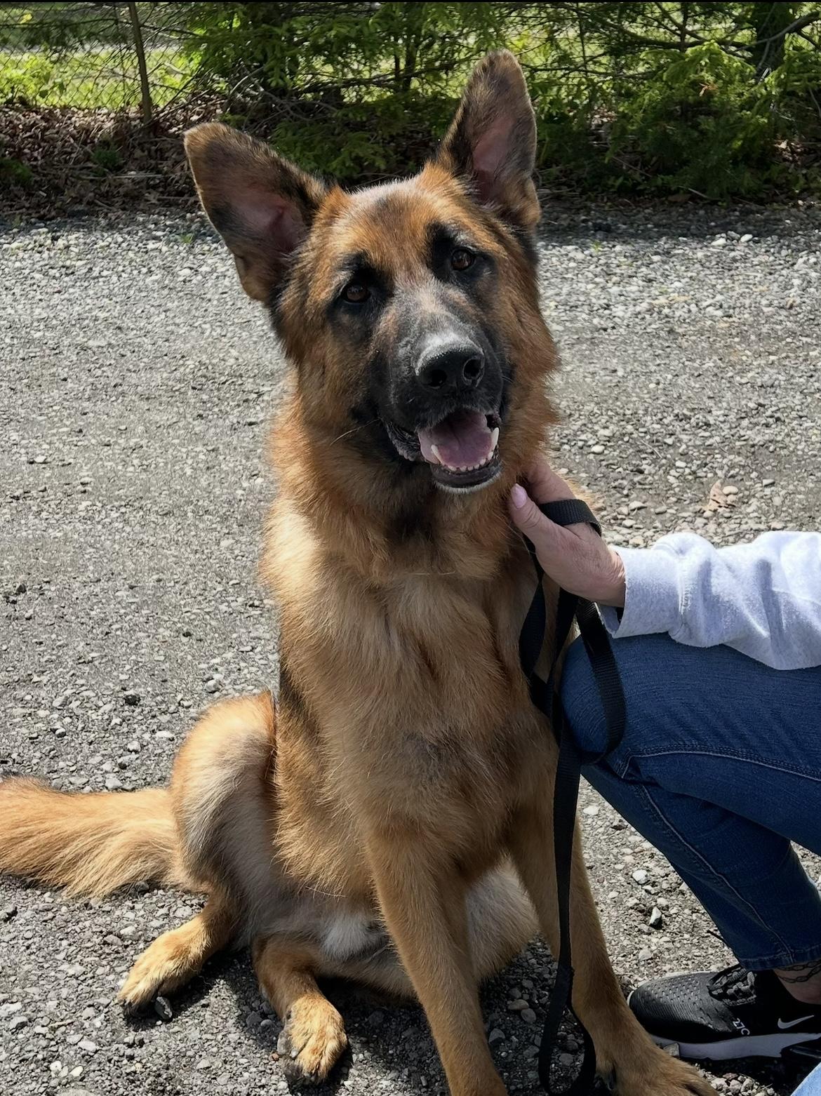 Enlarge King, a Adoptable German Shepherd Dog in Holbrook, NY image 6/6