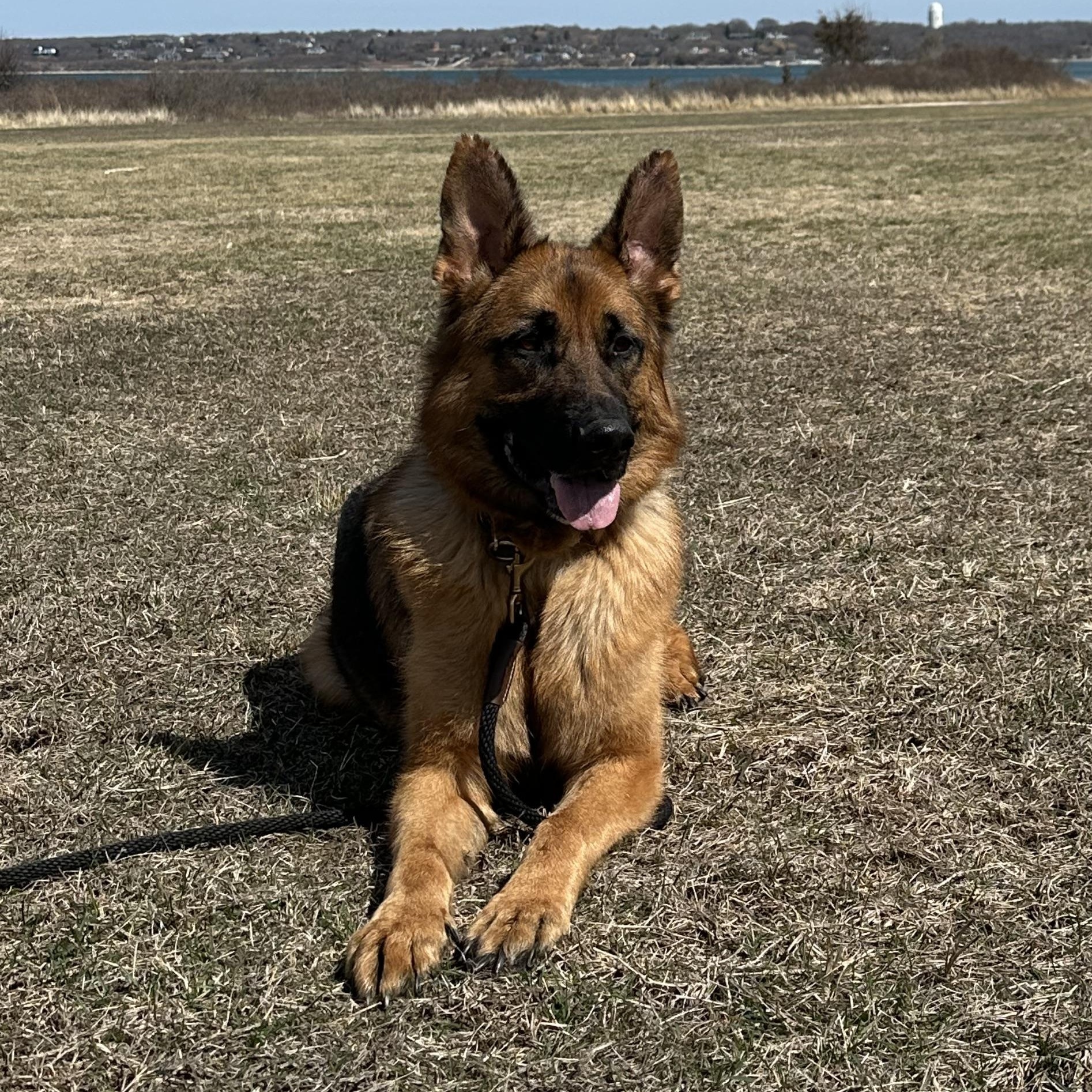 Enlarge King, a Adoptable German Shepherd Dog in Holbrook, NY image 3/6