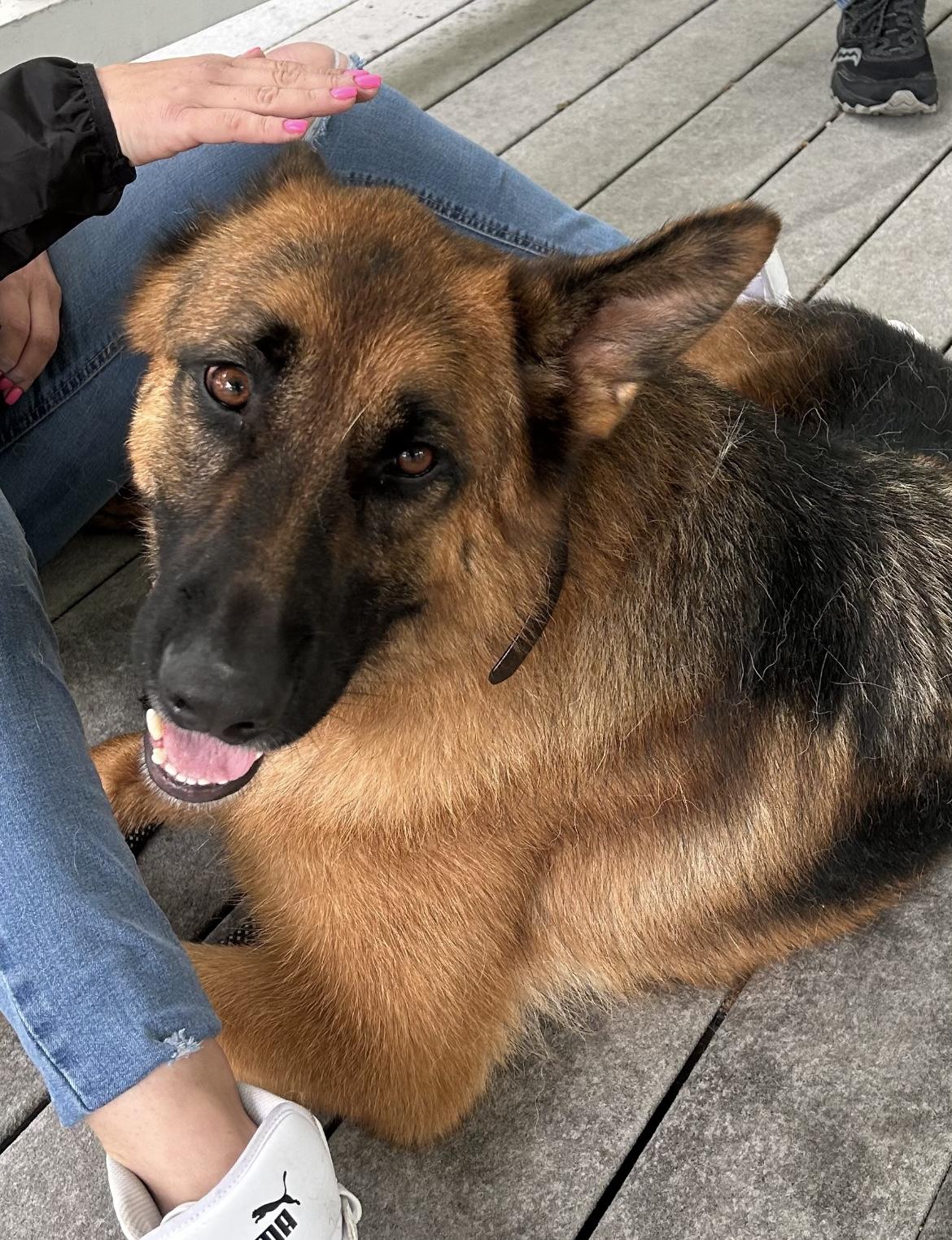 Enlarge King, a Adoptable German Shepherd Dog in Holbrook, NY image 1/6