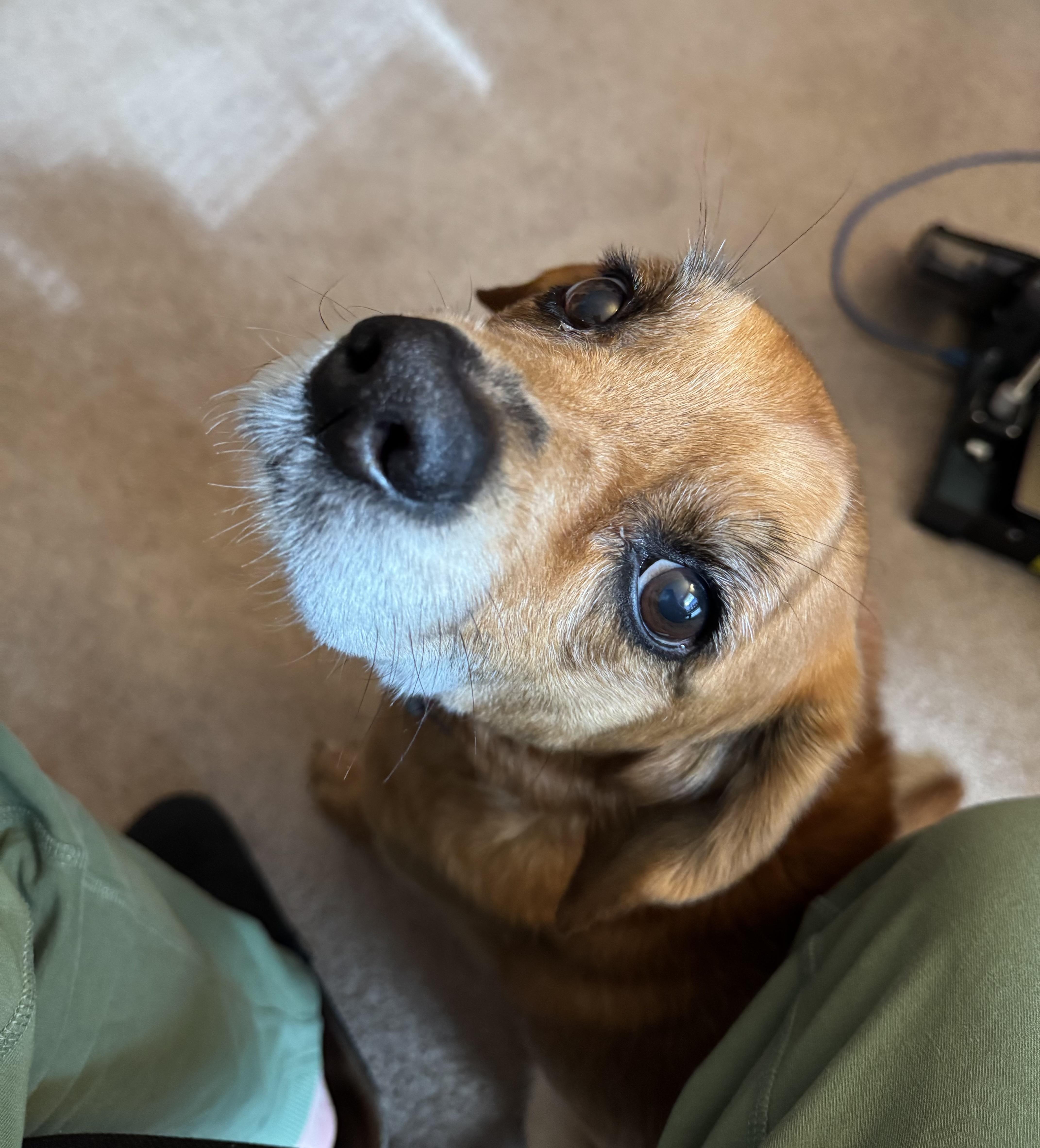 Enlarge Archer, a ADOPTABLE mixed breed in Sanford, NC image 1/3