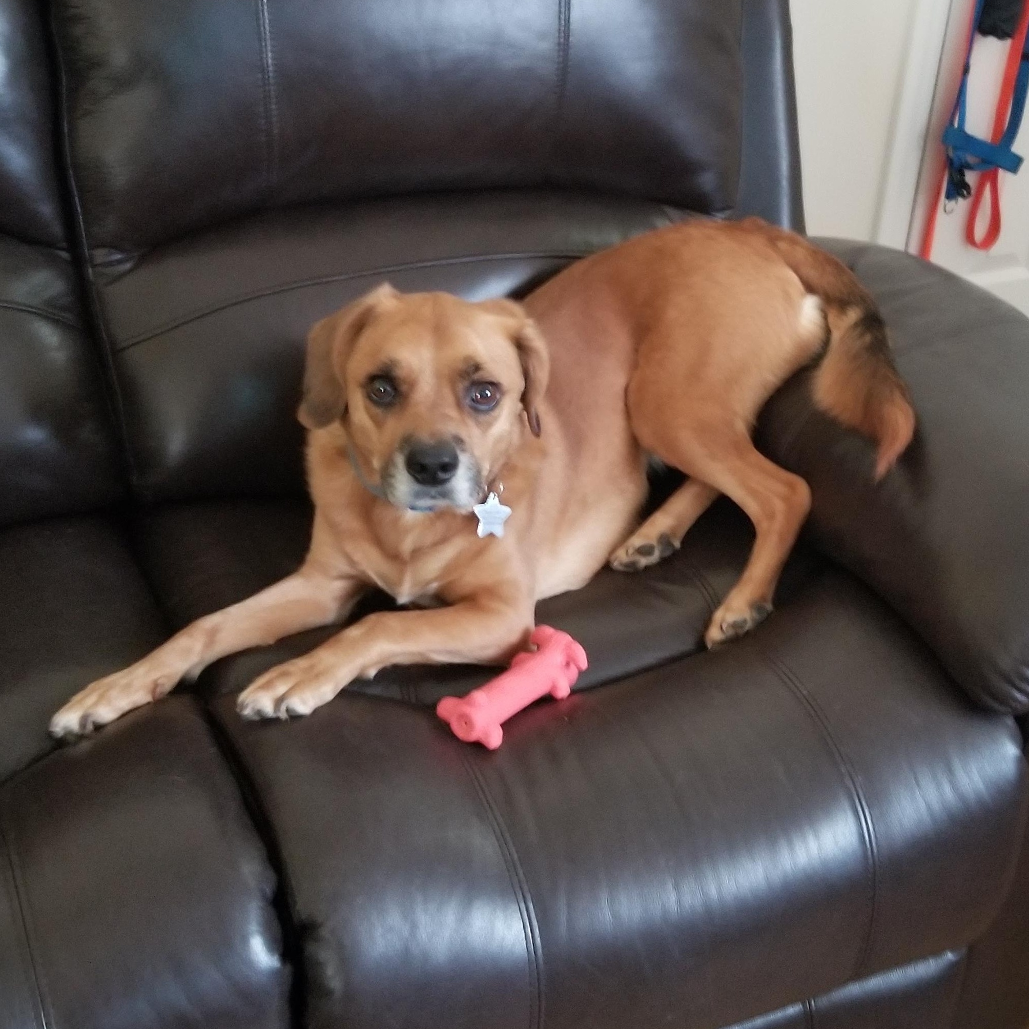 Enlarge Archer, a ADOPTABLE mixed breed in Sanford, NC image 2/3