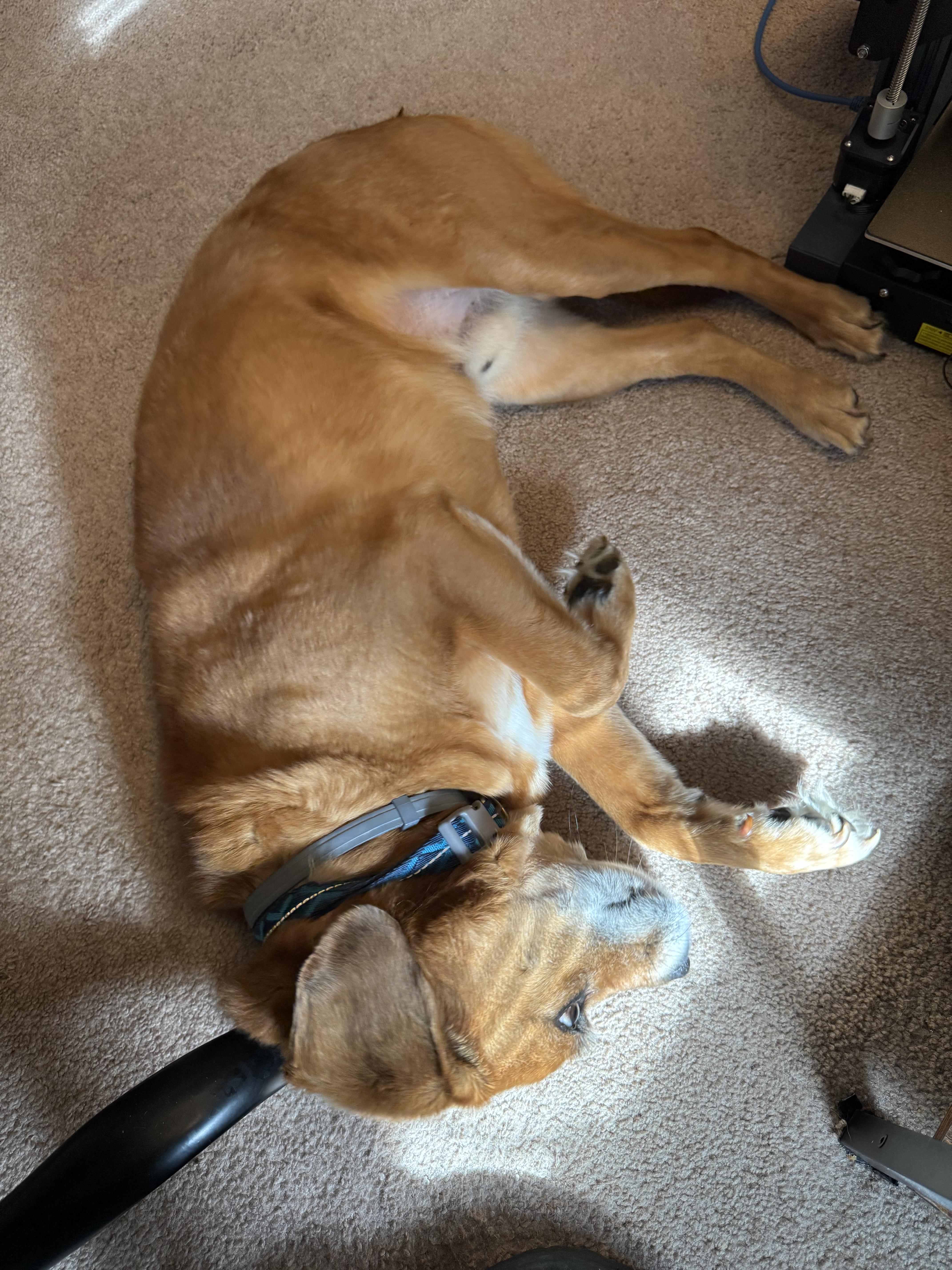 Enlarge Archer, a ADOPTABLE mixed breed in Sanford, NC image 3/3