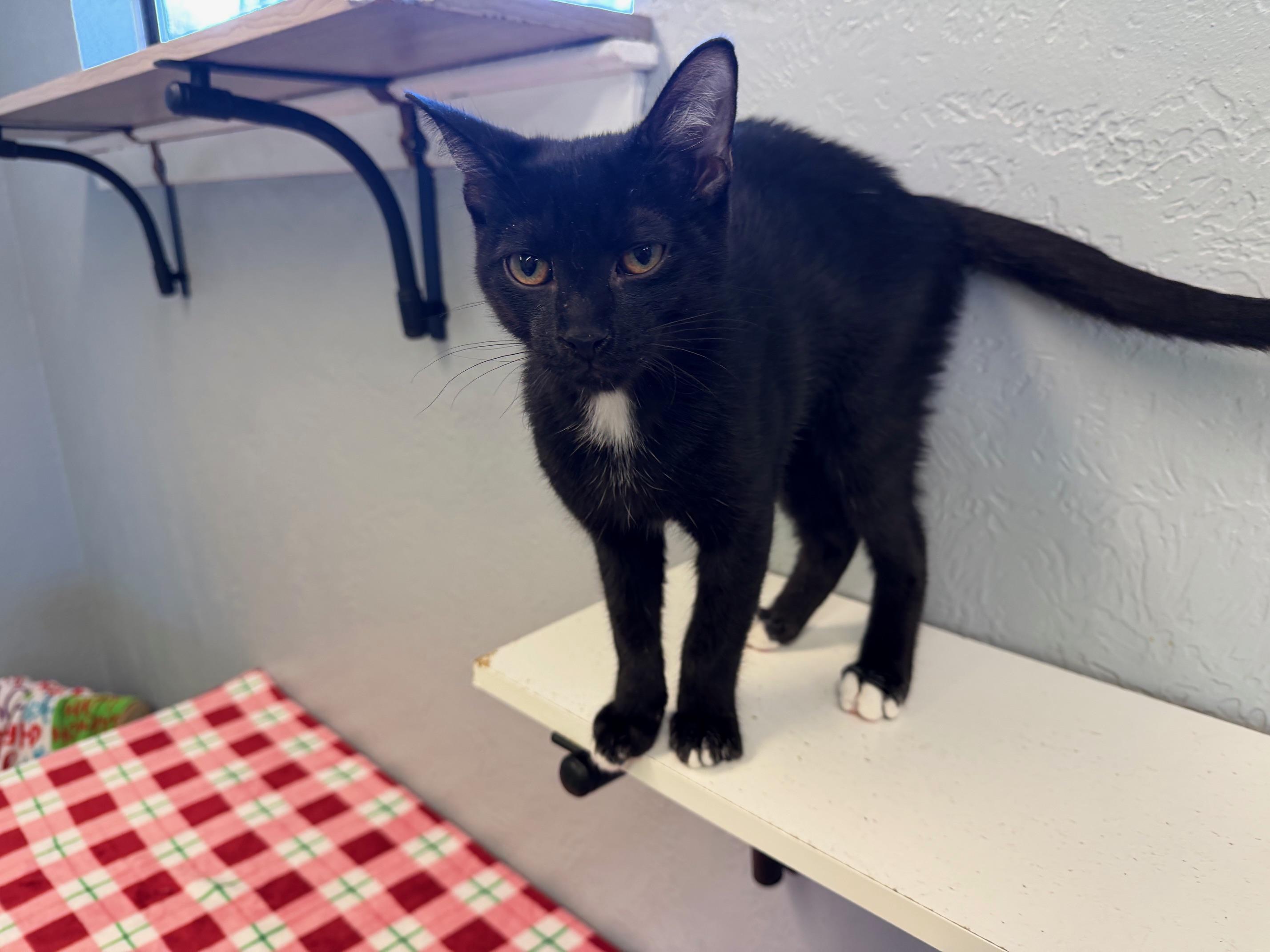 Jet, an adopted Domestic Short Hair in Weatherford, TX image 1/5