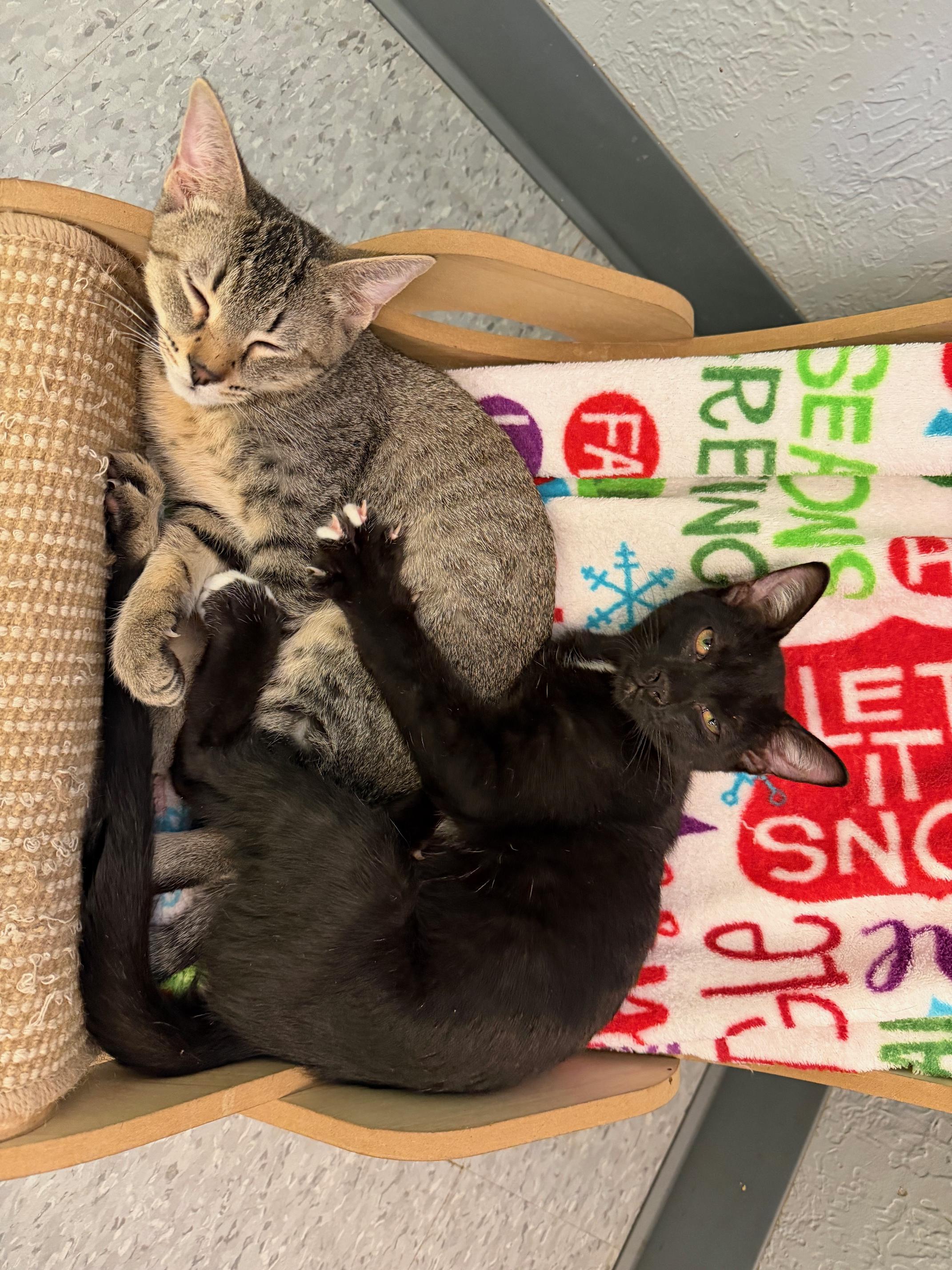 Jet, an adopted Domestic Short Hair in Weatherford, TX image 3/5