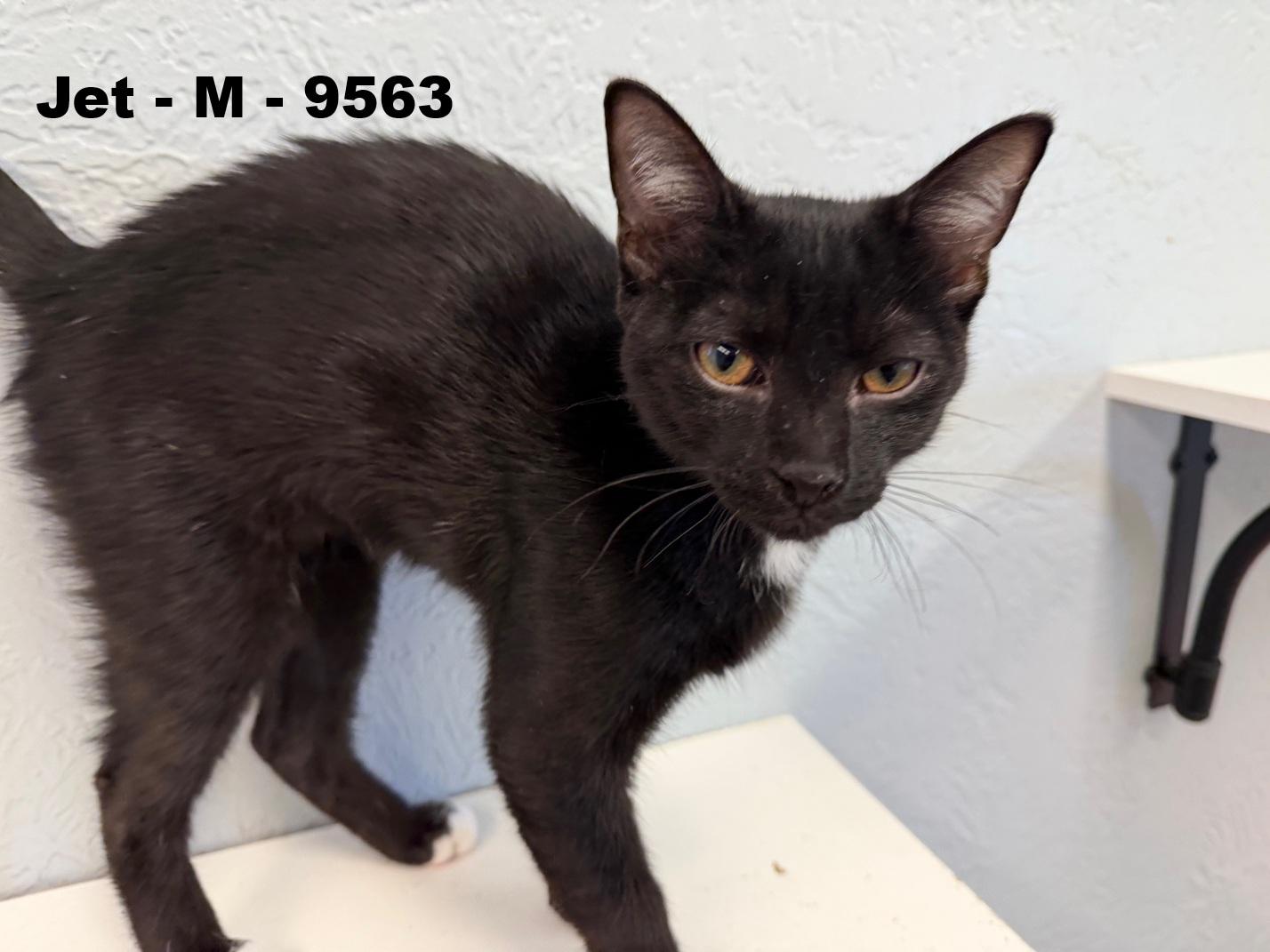 Jet, an adopted Domestic Short Hair in Weatherford, TX image 4/5