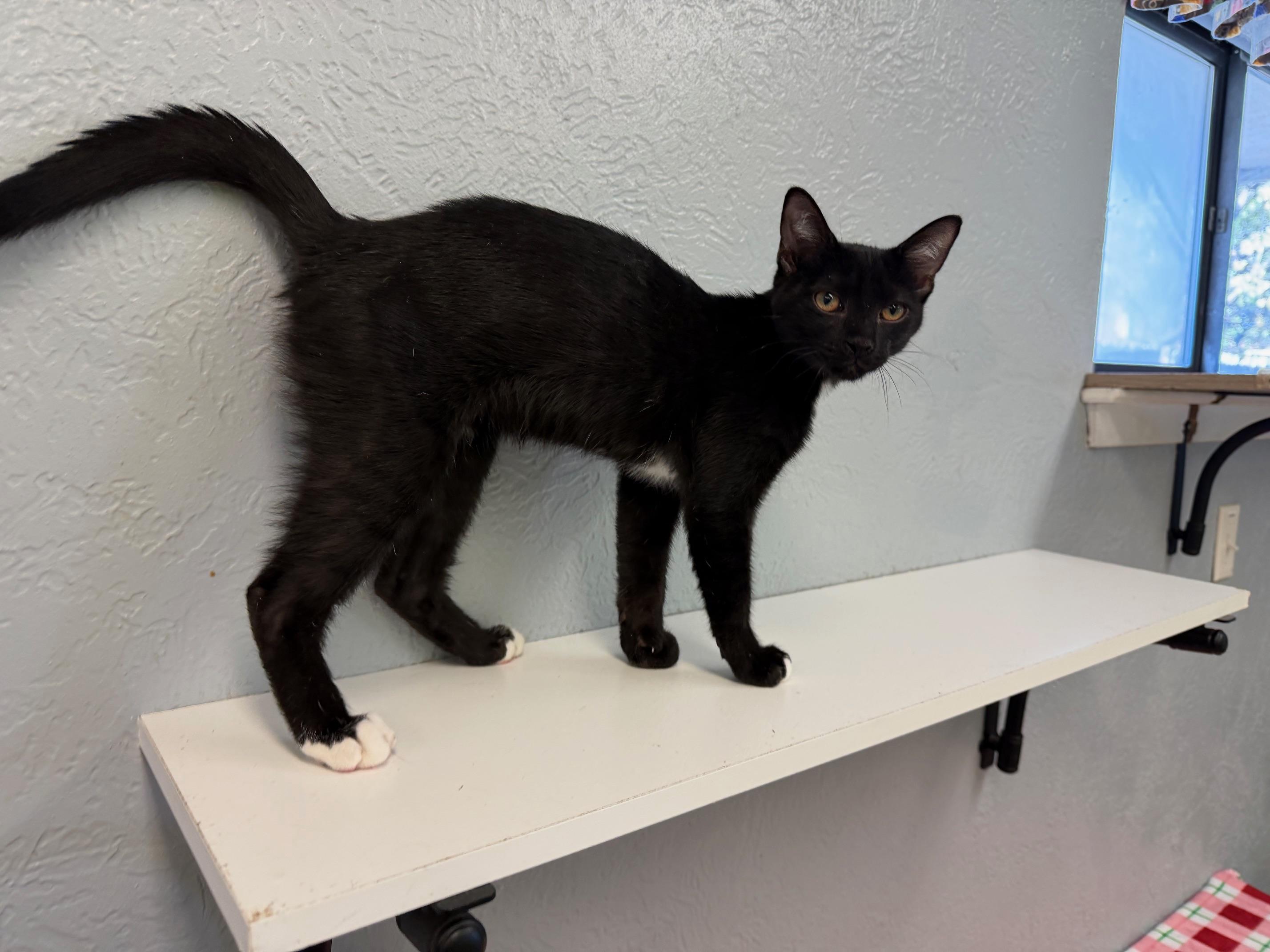 Jet, an adopted Domestic Short Hair in Weatherford, TX image 5/5