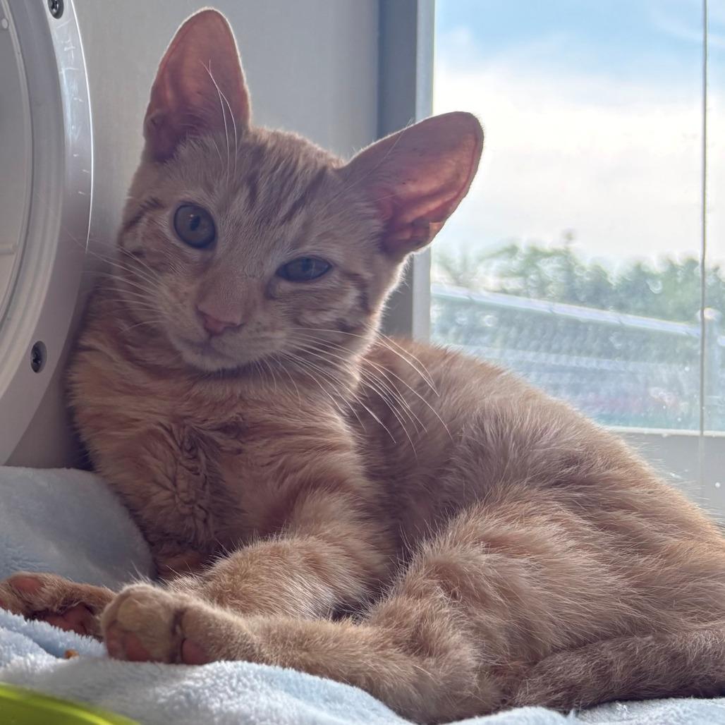 Apollo, Adoptable, Kitten Male Domestic Short Hair.