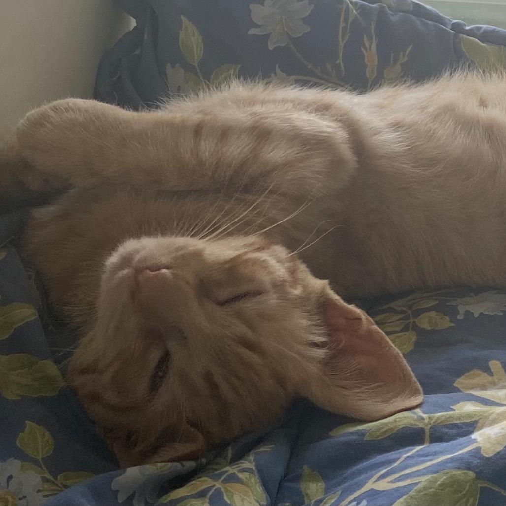 Apollo, a Adoptable Domestic Short Hair in East Hanover, NJ image 2/5